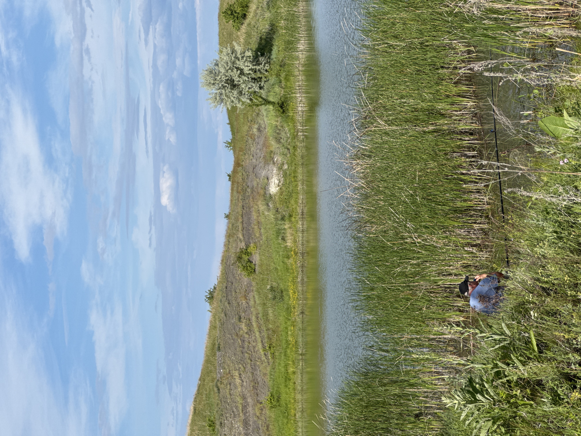 This image depicts a natural outdoor setting featuring a body of water and rolling hills under a partially cloudy sky. The upper third of the frame shows a light blue sky with scattered white and grey stratocumulus clouds. Below the sky, a grassy hill slopes gently from the upper right to the middle left, covered in varied green and dry vegetation, including several small bushes and a prominent silvery-green tree towards the right side of the hill.
In the mid-ground, a calm body of water, possibly a lake or large pond, stretches horizontally across the scene. Its surface is a muted greenish-blue, reflecting the sky and surrounding foliage. The foreground is dominated by dense, tall green reeds and other aquatic grasses growing along the edge of and partially within the water.
On the lower left side of the frame, partially obscured by the dense foreground vegetation, a person is visible. This individual is wearing a blue shirt and a dark baseball cap, crouching or sitting with their back mostly towards the viewer, facing the water. They appear to be engaged in fishing, with a fishing rod extending into the water in front of them, barely visible amongst the reeds.