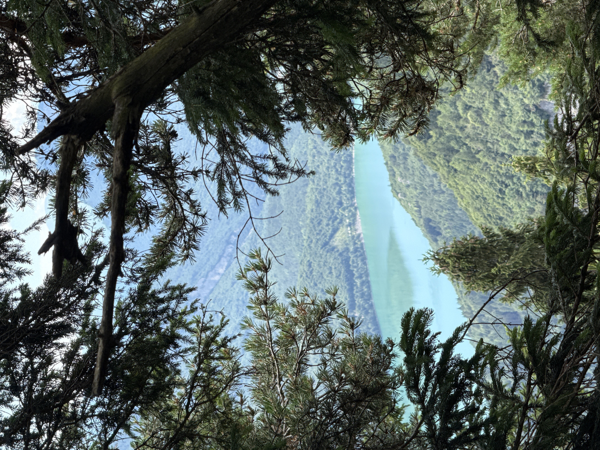 The image depicts a serene natural landscape viewed through the branches of coniferous trees. In the foreground, dark green pine branches and a thick tree trunk partially obscure the view. Beyond the foliage, a vibrant turquoise lake, likely Lake Molveno, is visible, reflecting the sky. The lake is situated in a valley surrounded by densely forested green mountains. The sky is a pale blue with some wispy white clouds. The scene appears to be a high vantage point overlooking the lake and surrounding terrain. No people or man-made structures are evident in the image, suggesting a natural, undeveloped environment.