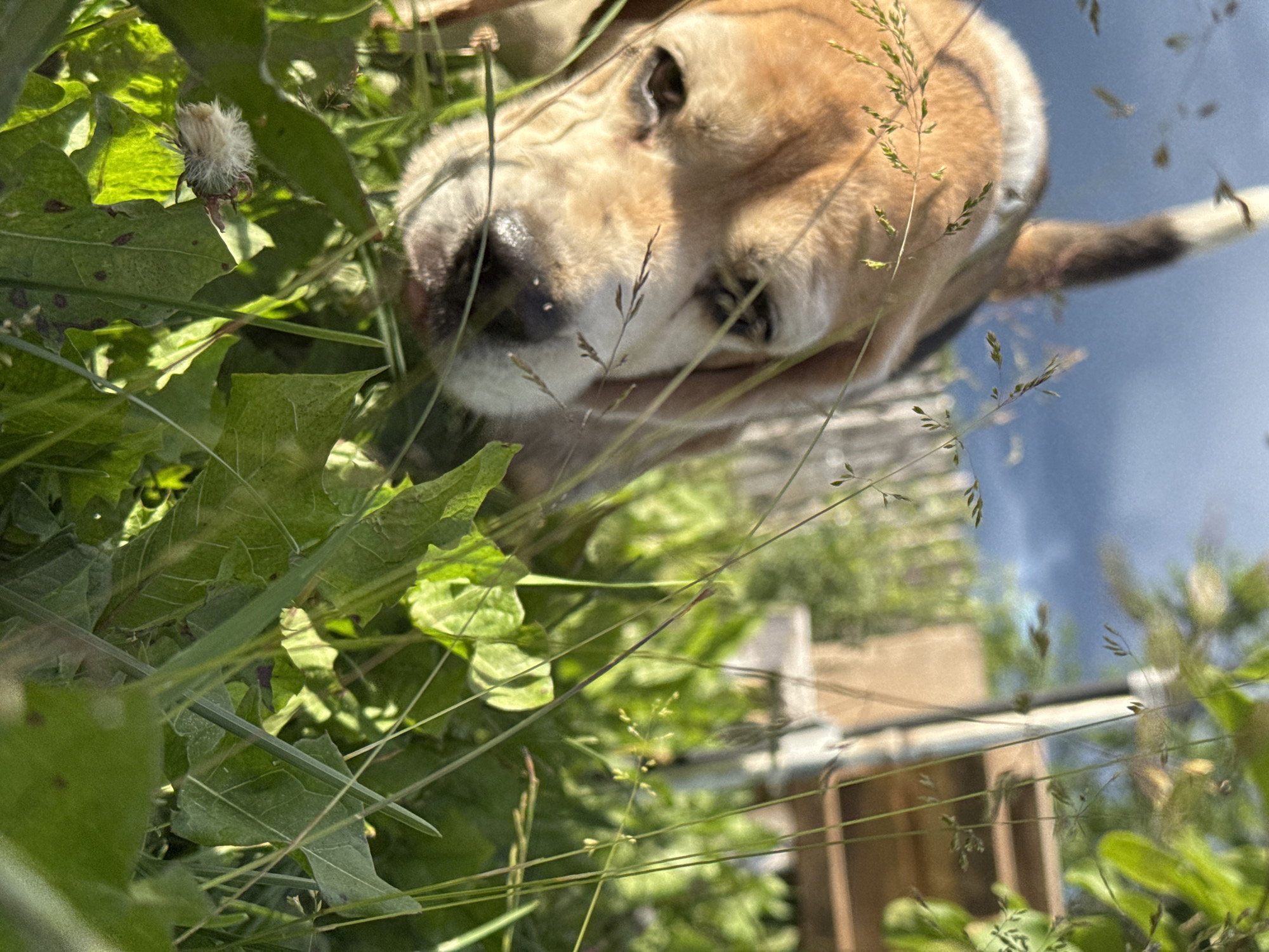 A low-angle, close-up shot captures a beagle dog amidst lush green grass and foliage. The dog's head is in focus, with its eyes looking downward. Its tan and white fur is visible, along with its dark nose and floppy ears. The background is blurred, showing a hint of a wooden fence and a cloudy sky. This scene appears to be outdoors, in a natural setting, possibly a backyard in Rusalevka, Russia.