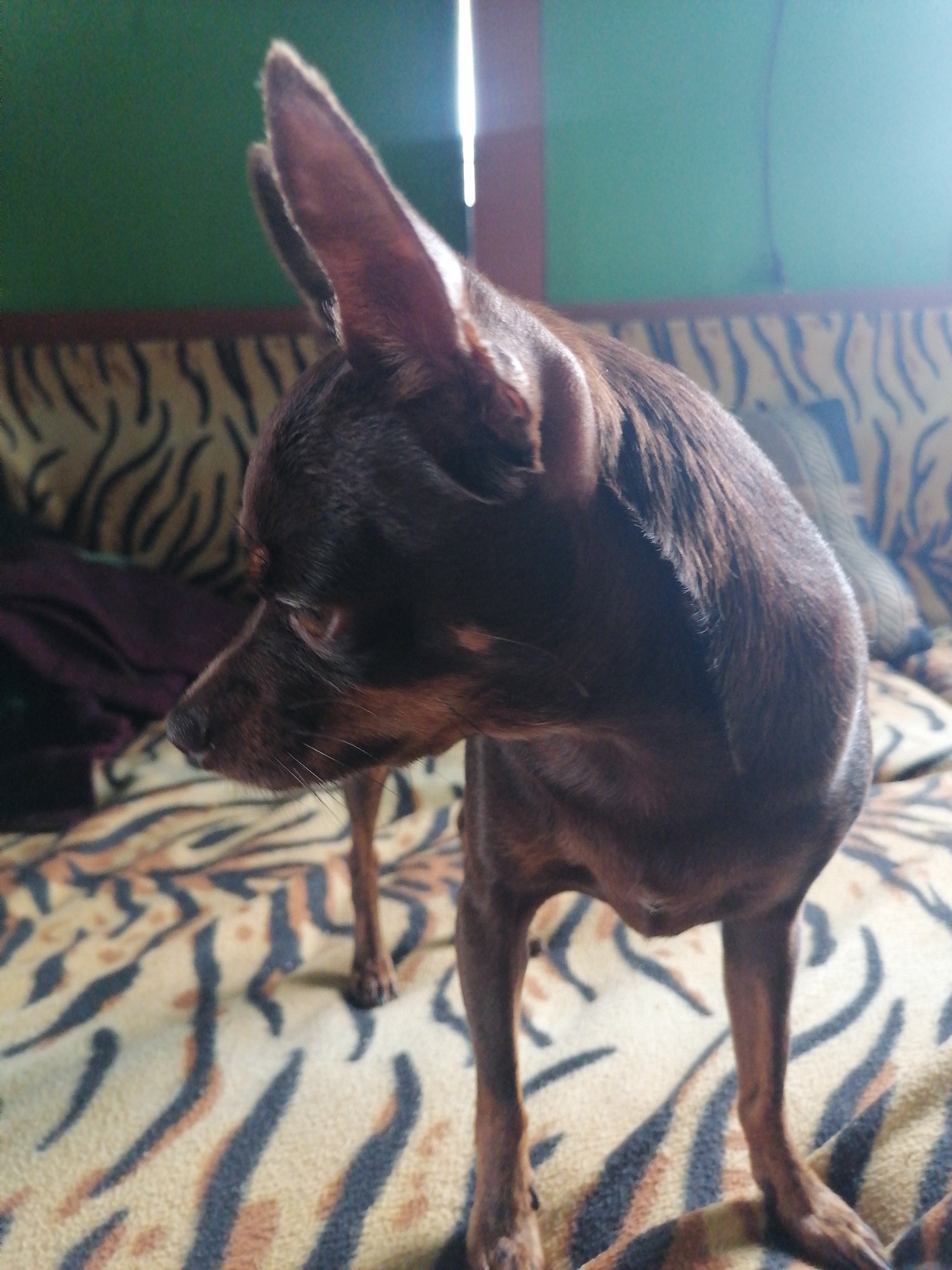 A dark brown Miniature Pinscher dog is captured in a close-up, profile view, standing on a bed with a tiger-striped blanket. The dog's head is turned to the left, with large ears perked up and its nose pointing forward. The background consists of a blurred green wall and a portion of a wooden structure. The lighting suggests an indoor setting, possibly in a residential area of Novopokrovka, Russia, given the context.