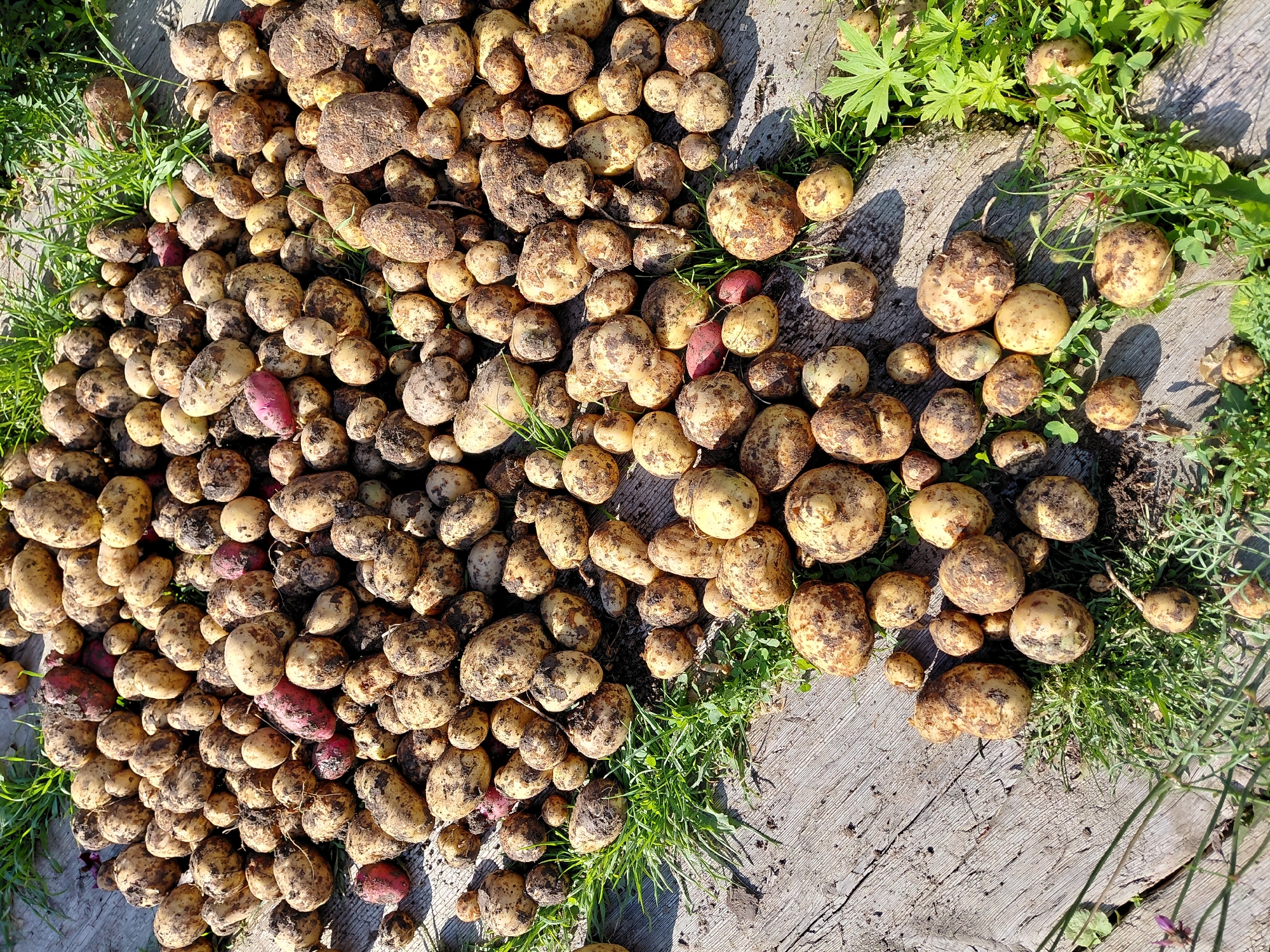 A large pile of freshly harvested potatoes, some with dirt still clinging to their skins, are scattered across a weathered wooden surface. Green grass and weeds poke through the gaps between the potatoes and the wood. The scene appears to be outdoors, in a rural setting, possibly a garden or field. The image is taken from a top-down perspective, showcasing the abundance of potatoes. The lighting suggests it is a sunny day. There are no people or animals visible in the image. The location is not specified as Malinovka, Russia.