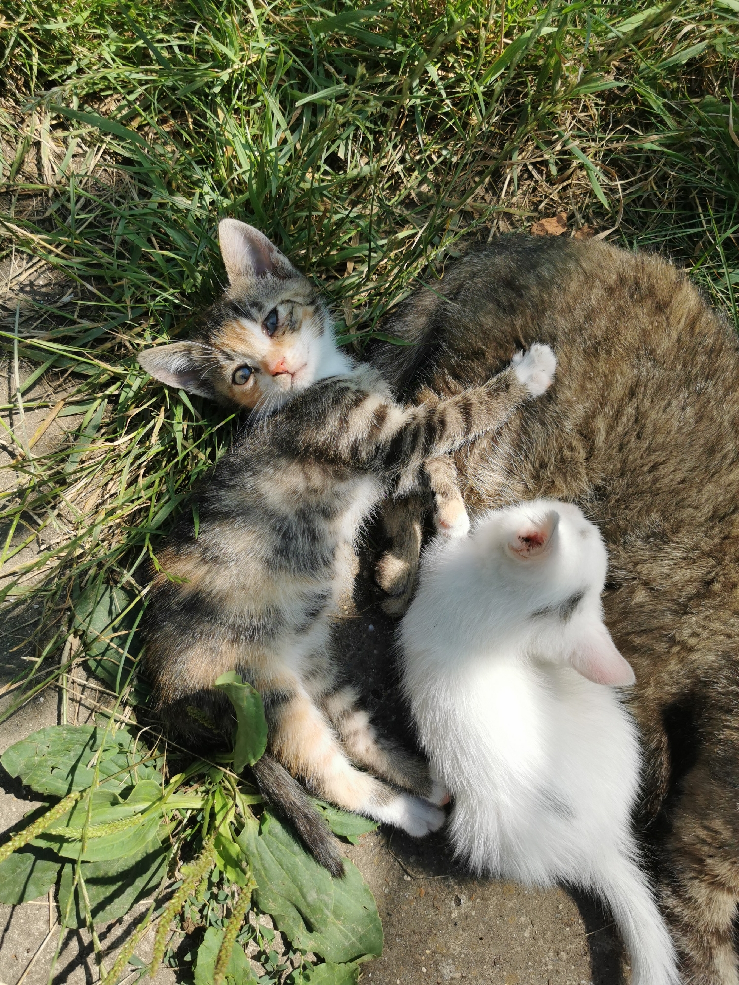 A calico kitten lays on its back in the grass, looking up with blue eyes. To its right, a white kitten rests its head on the back of a larger tabby cat. The tabby cat is curled up, partially obscured by the kittens. The scene is set outdoors with green grass and some patchy dirt visible.