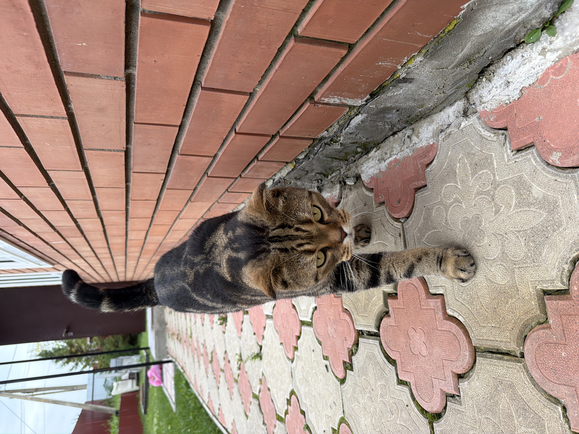 A tabby cat walks along a paved pathway next to a red brick building. The cat has distinct black stripes on its fur and green eyes. Its tail is curled upwards. The pathway is made of interlocking concrete tiles, some of which are light beige with a floral design, and others are reddish-pink with a similar pattern. Small green weeds are growing between the tiles in places. The building has a visible foundation and a closed dark brown door. In the background, a green lawn, a wooden fence, and some white structures are visible. The sky is overcast. The location is Tenishevo, Russia.