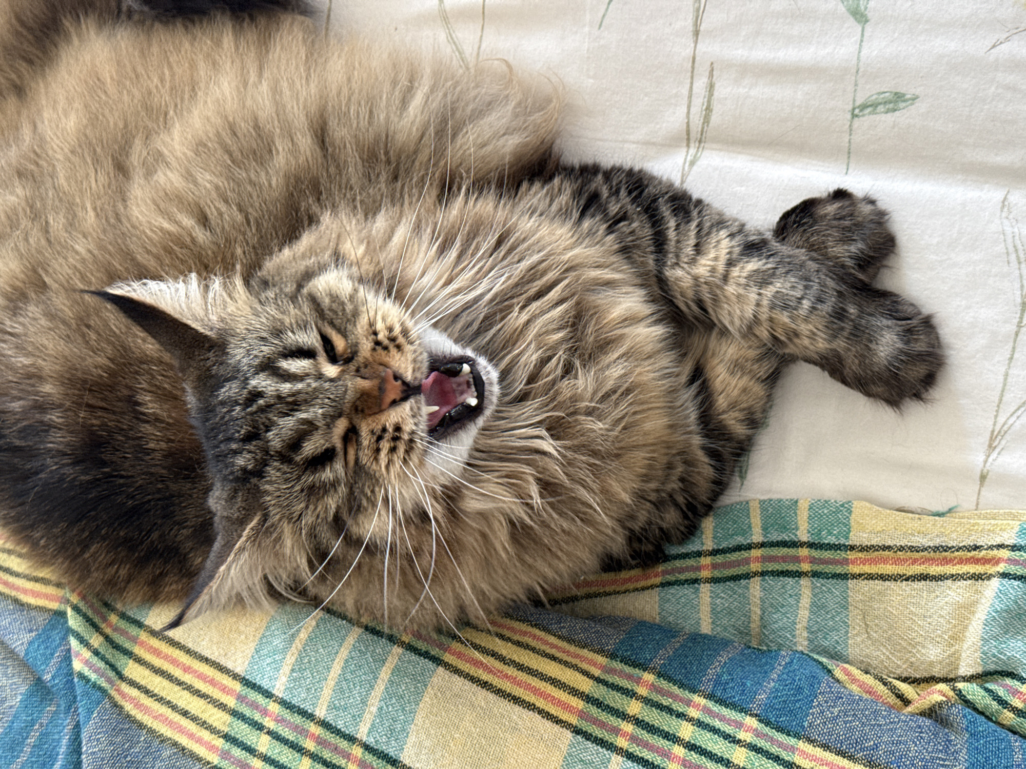 A long-haired tabby cat is lying on a bed. It is lying on its back with its paws crossed. Its mouth is open, exposing its teeth and tongue. The cat is lying on a white sheet with a plaid blanket partially covering it. The blanket is blue, yellow, and green. The location is not discernible from the image.