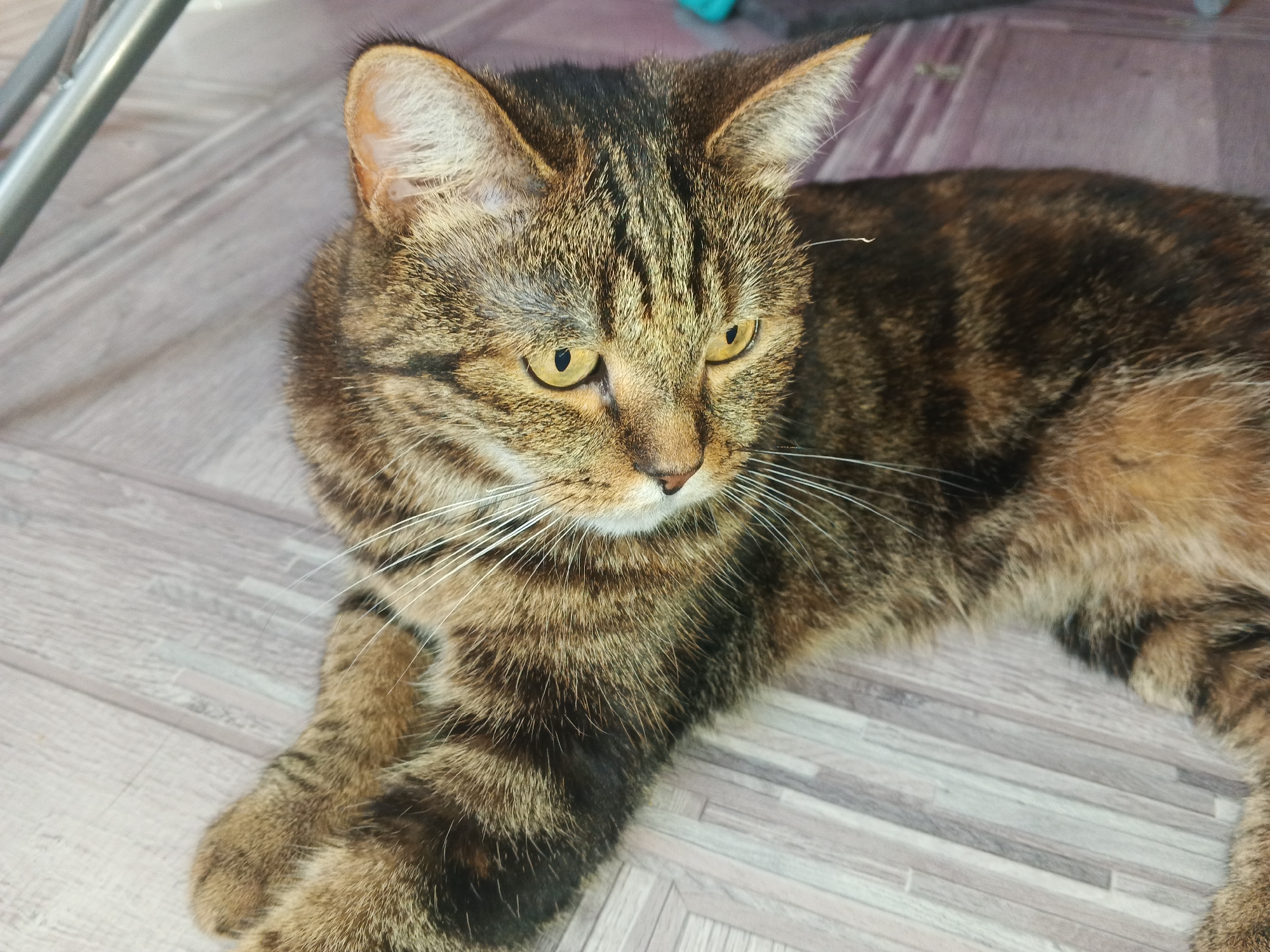 A tabby cat with golden eyes is lying on a wooden floor. The cat is facing to the right and its body is partially visible. The floor has a light wood grain pattern. In the background, there is a metal object, possibly a chair leg.