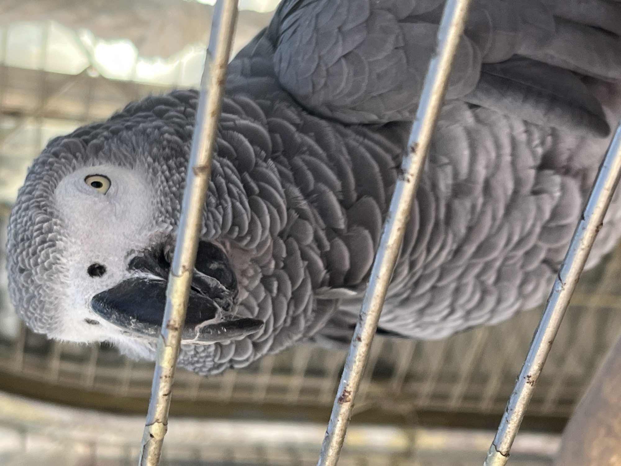 A gray parrot with a white face is perched upside down inside a metal cage. The bird has a black beak and a yellow eye. The background is out of focus, but appears to be an interior space. There is no verifiable information in the image to confirm it is in Alanya, Turkey.