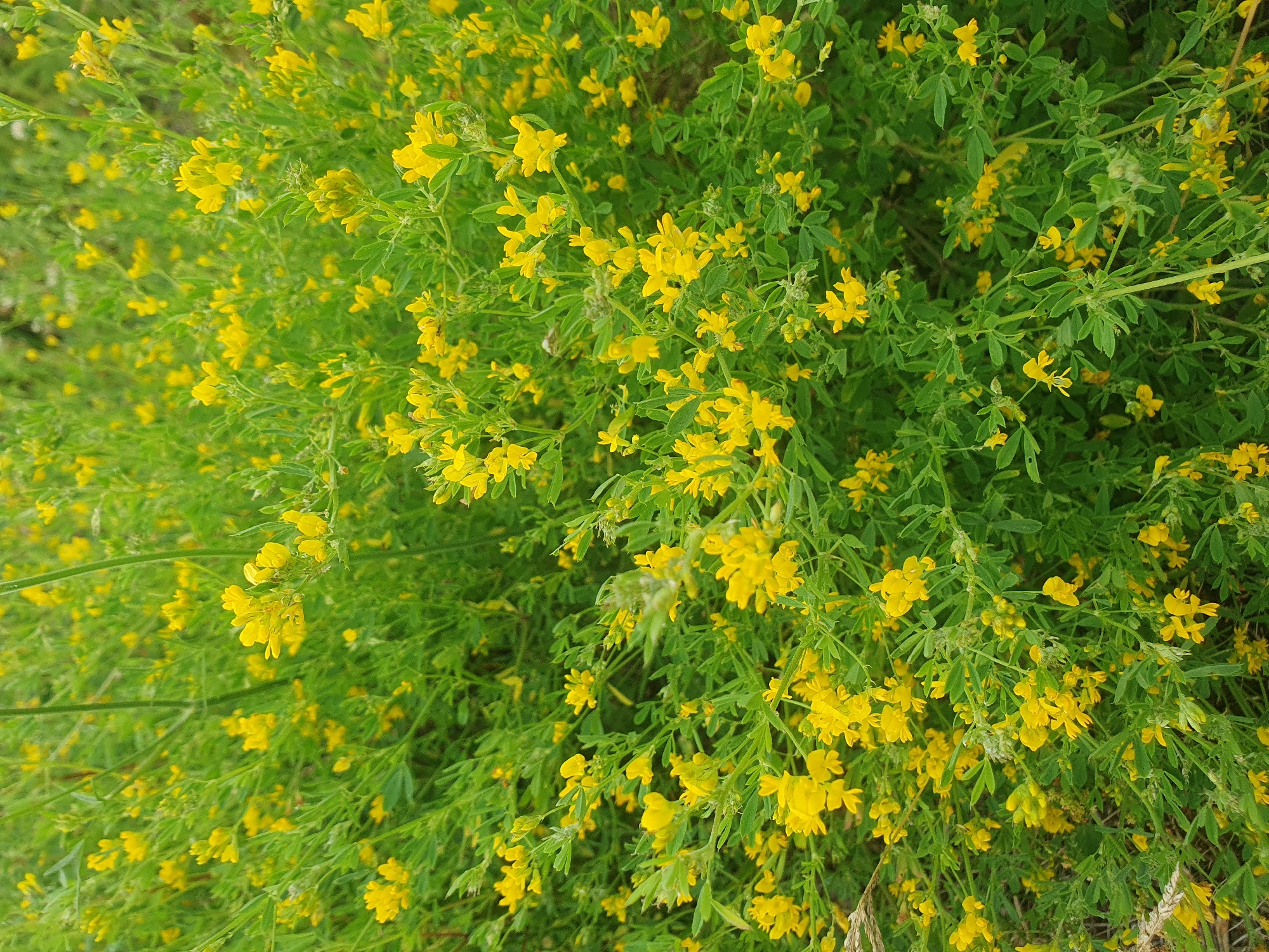 The image shows a dense field of small yellow flowers blooming amidst lush green foliage. The flowers are clustered in small bunches along thin stems, creating a vibrant carpet of yellow against the backdrop of green leaves. The overall impression is one of a natural, untamed landscape. There are no people or man-made objects visible in the image. The scene is consistent with a natural setting in a rural or semi-rural area. The image does not provide any specific visual cues to pinpoint its location within Mukhametovo, Russia, or any other specific geographic location.