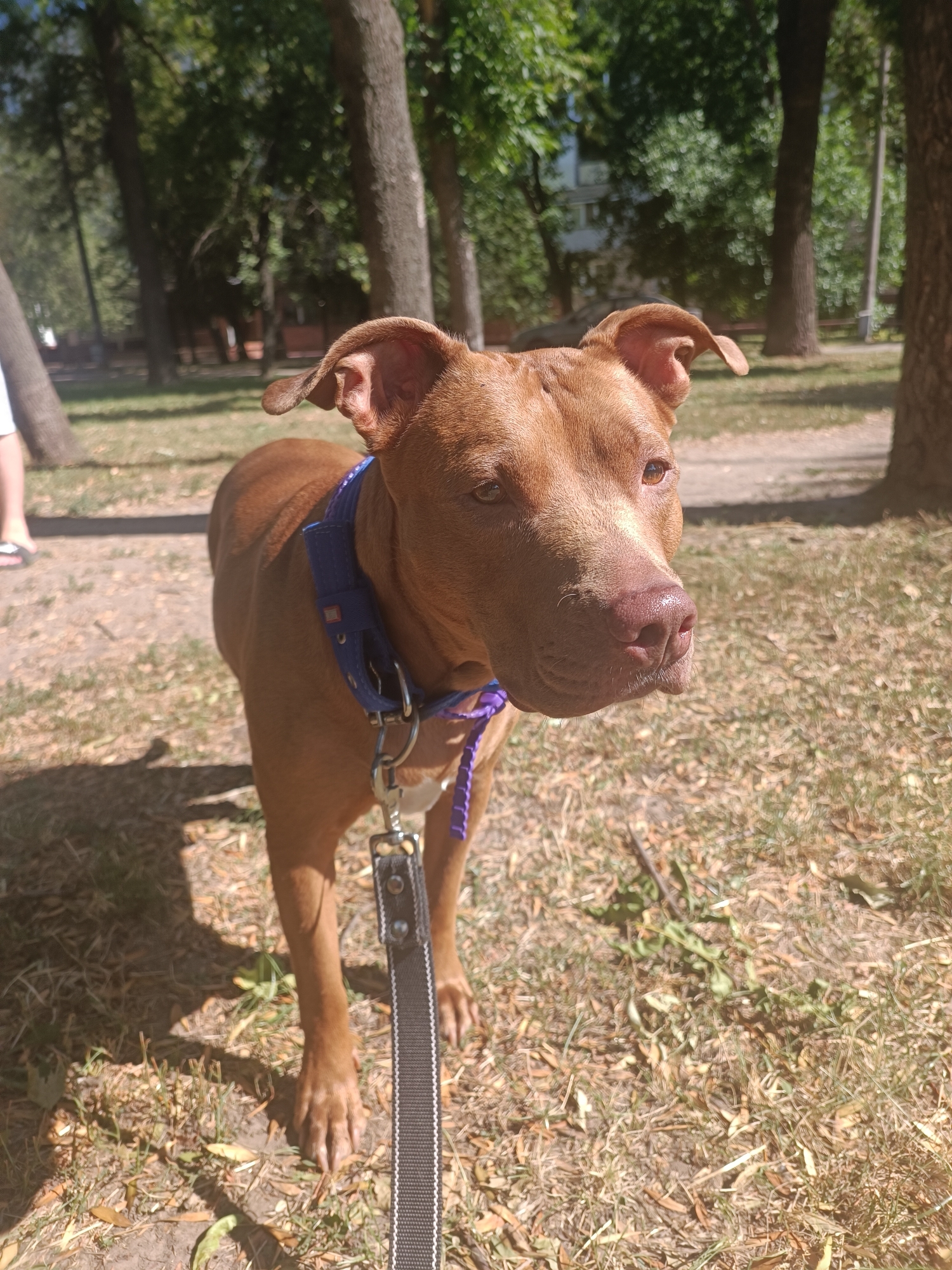 A medium shot shows a tan pit bull terrier with floppy ears and a blue collar with a purple leash attached, standing in a park. The dog is looking to the right of the frame. The background consists of trees and grass, with a faint building visible in the distance. The ground is covered in dry grass and fallen leaves, indicating a sunny, outdoor environment, likely during autumn. A person's legs and feet are partially visible on the left side of the frame, wearing white shorts and sandals. The scene suggests a typical day in a park in Zaporizhzhia, Ukraine.