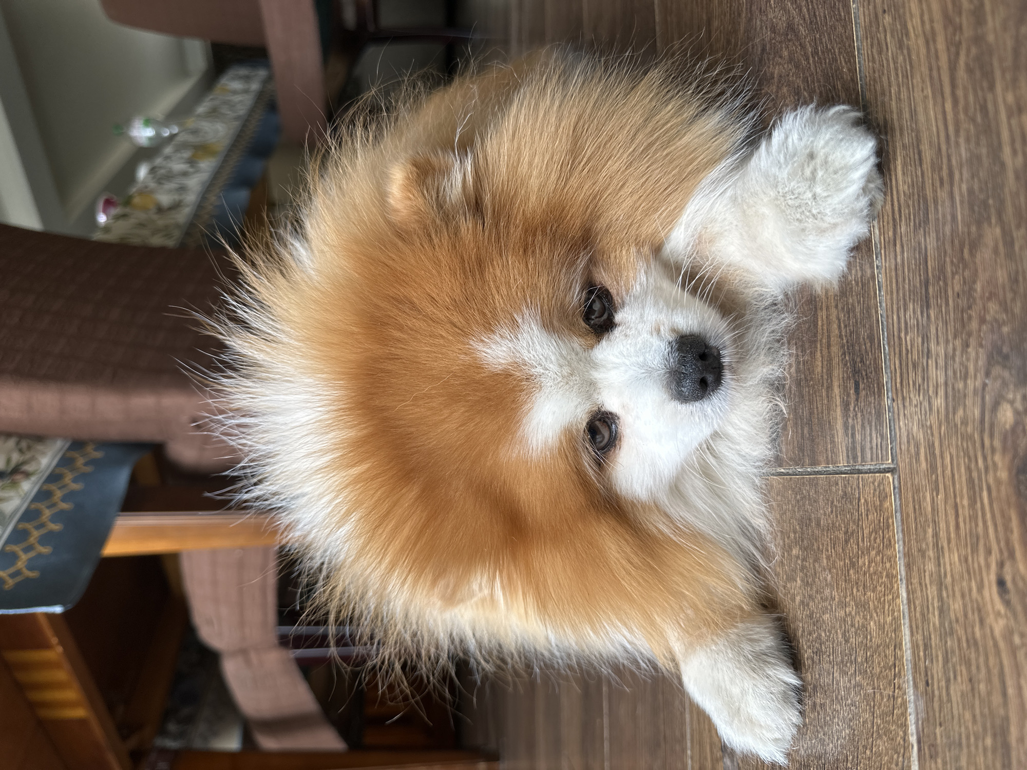 A Pomeranian dog with reddish-brown and white fur is lying on a wooden floor indoors. The dog's head is facing forward, and its paws are extended in front of it. The dog's fur is fluffy and somewhat disheveled, giving it a wild appearance. In the background, there are wooden chairs and a table with a patterned tablecloth. The lighting is natural, coming from an unseen source, creating soft shadows.