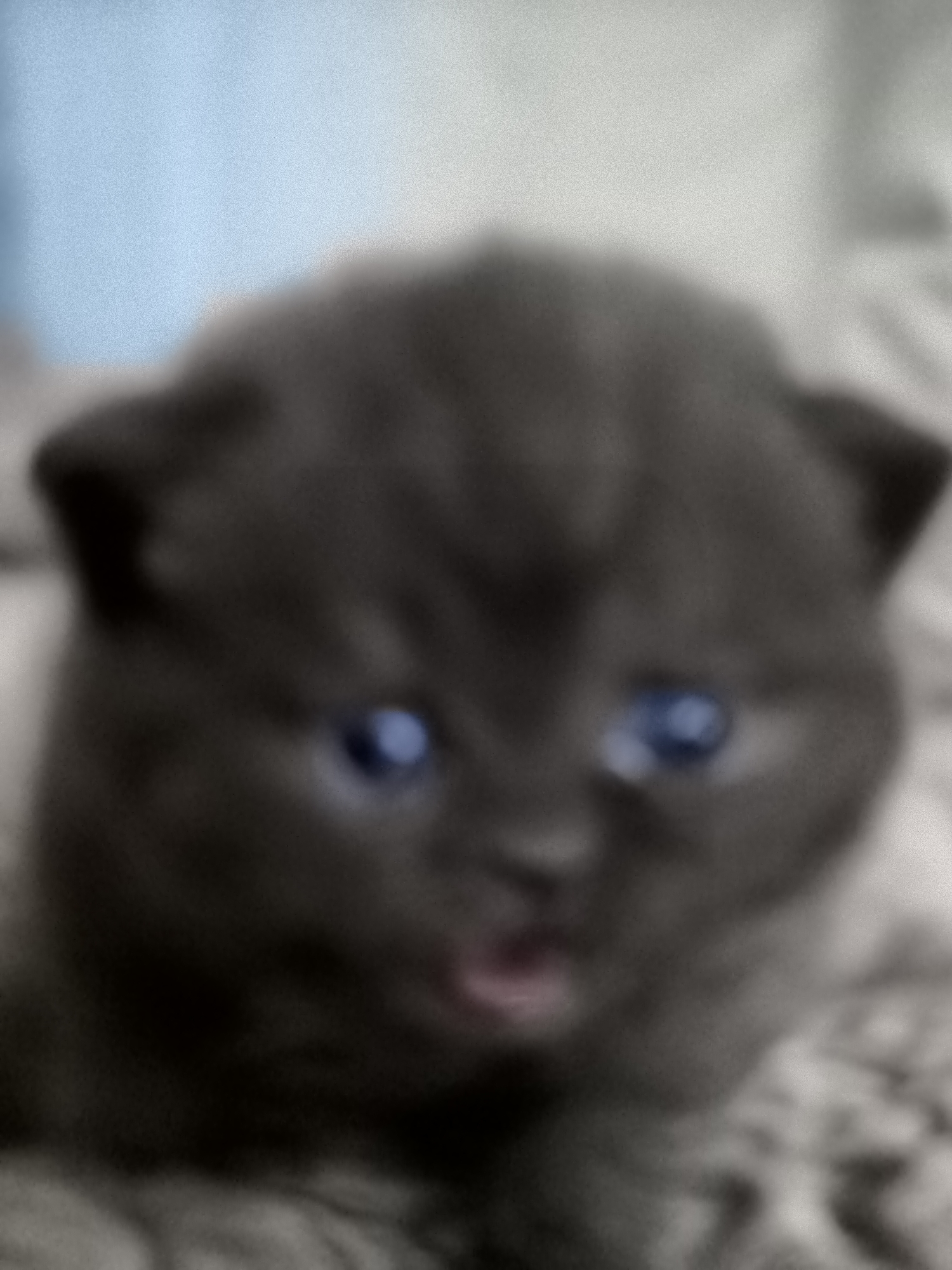 The image is a close-up, slightly out-of-focus, portrait of a very young, dark-colored kitten. The kitten's face is the primary subject, with its large, bright blue eyes being particularly prominent. Its mouth is slightly open, giving the impression it might be meowing or breathing. The background is soft and blurred, with hints of light blue and grey, suggesting an indoor or perhaps softly lit outdoor environment. There is no discernible location in Banjarejo, Indonesia, or any other specific city visible in the image. The image focuses solely on the kitten's facial features.