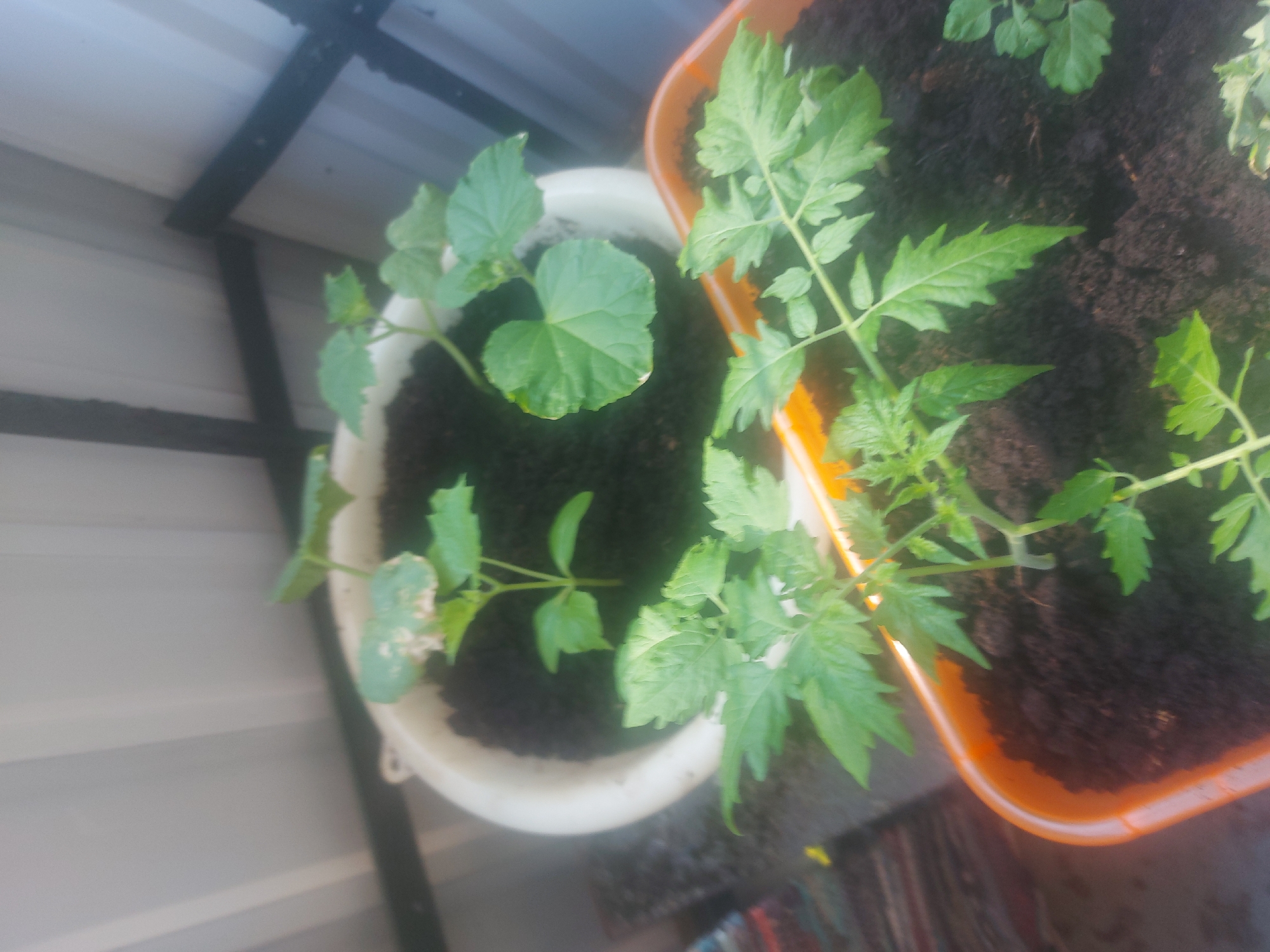 The image shows a close-up, high-angle view of two young plants growing in pots on what appears to be a balcony or outdoor ledge. One plant, in a white pot, has broad, heart-shaped leaves and is smaller than the other. The second plant, in an orange pot, has more delicate, serrated leaves and appears to be a tomato seedling. Both plants are rooted in dark soil. The background reveals a corrugated metal surface, likely siding or roofing, and some dark metal framing, suggesting an urban or suburban outdoor setting. The lighting suggests it might be daytime, with natural light illuminating the plants. There are no people visible in the image, and the focus is on the horticultural subject. The scene is static, depicting the plants in their growing environment. No text is visible in the image.