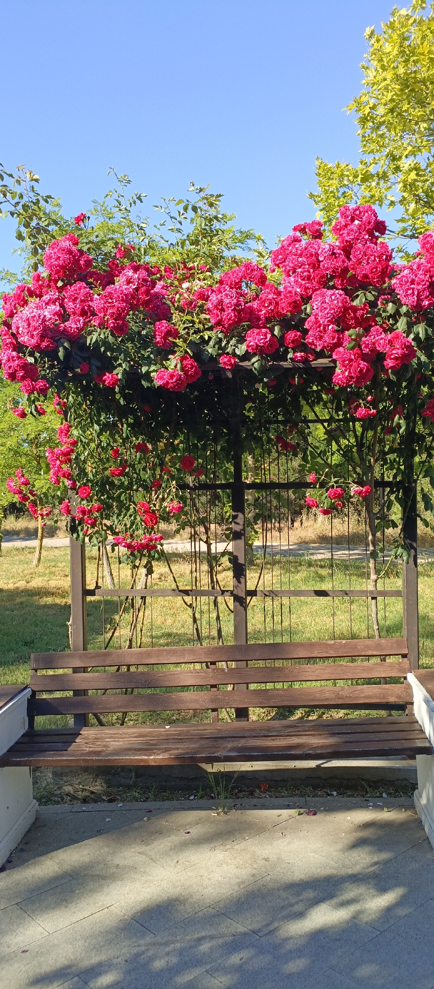 The image depicts a park bench situated in front of a rose trellis laden with vibrant pink roses. The trellis is constructed from dark brown wood and metal, forming an arch over the bench. Behind the trellis, lush green foliage and trees are visible against a clear blue sky. The bench itself is made of wooden planks and rests on a stone base. The ground in front of the bench is paved with light-colored stones, and patches of grass and dirt are interspersed. The overall scene suggests a tranquil outdoor setting, likely in a botanical garden or park.