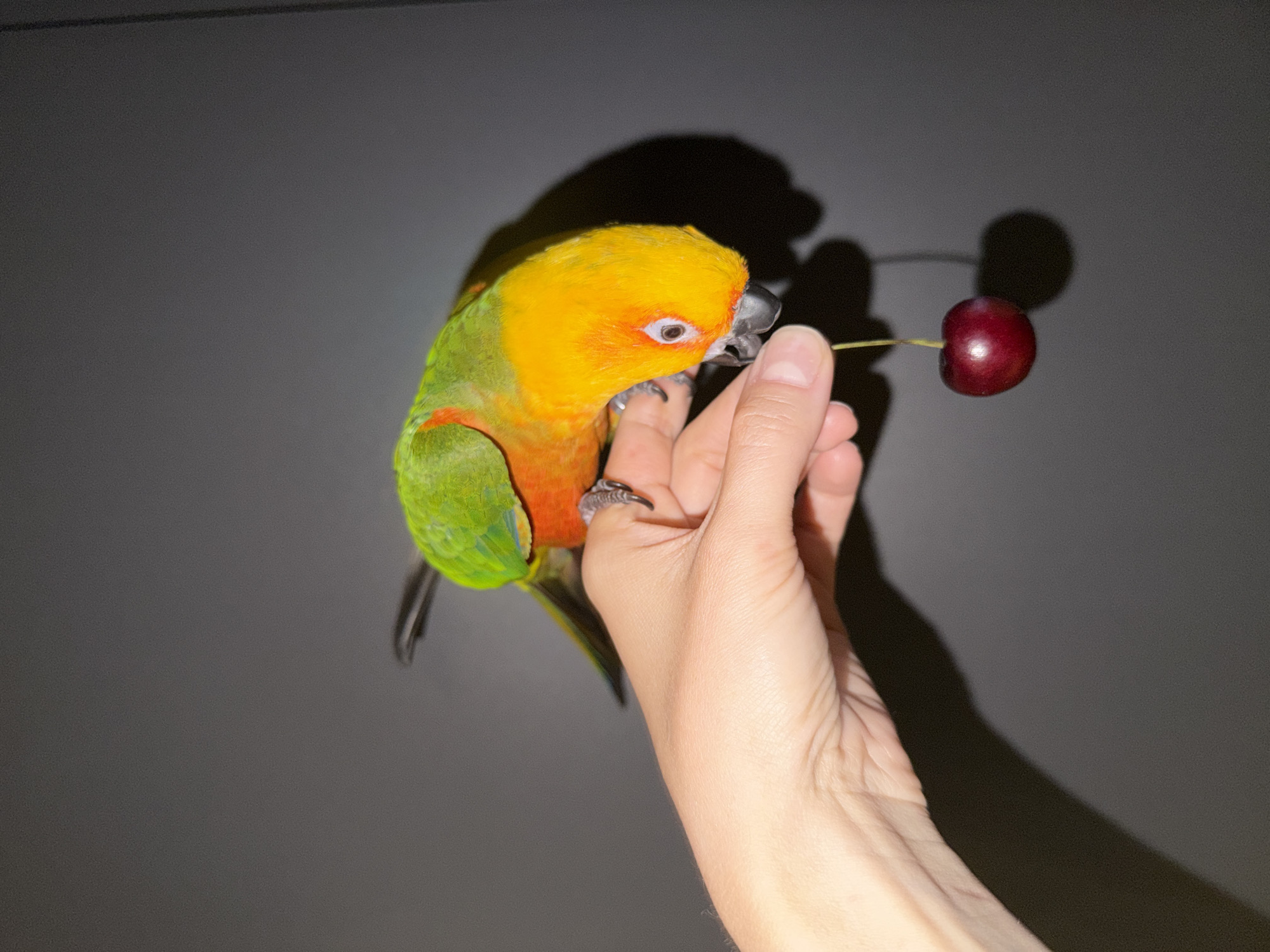 A vibrant Sun Conure parrot is perched on a human hand, engaging with a single cherry, set against a uniform dark gray background. The parrot displays bright yellow plumage on its head and upper chest, transitioning to orange on its lower chest, and vibrant green across its back and wings. Its head is inverted, positioning its black beak directly towards the deep red, glossy cherry. The cherry, with its thin green stem, is held between the thumb and index finger of a fair-skinned right hand. The parrot's dark claws are visible gripping the fingers. Distinct shadows of the hand, parrot, and cherry are cast onto the dark gray background, extending downwards and to the right. The environment appears to be an indoor setting or a controlled photographic backdrop. No specific geographical location, including the city of Khimki, Russia, is discernible from the image.
