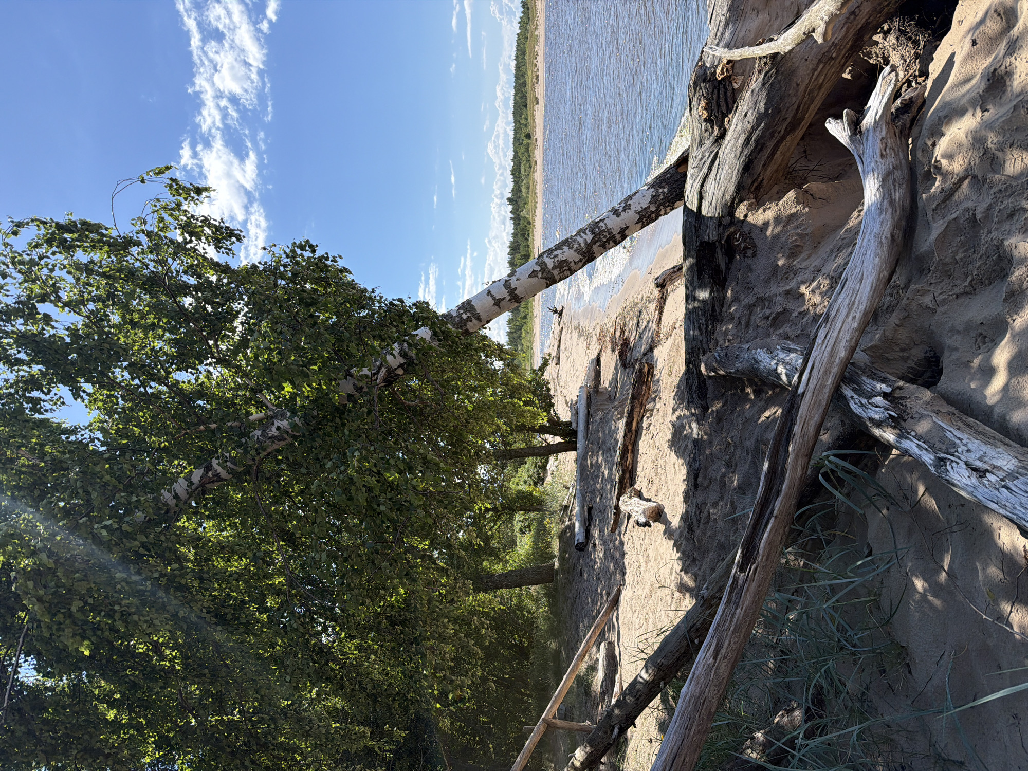 The image depicts a natural beach scene on a sunny day. A birch tree with white bark and green leaves leans precariously over a sandy beach. The beach is littered with driftwood of various sizes, some partially buried in the sand, while others lie exposed. In the background, a body of water, likely a river or lake, stretches towards a tree-lined horizon under a bright blue sky with scattered white clouds. The scene appears tranquil and undeveloped, typical of a natural landscape. No people or structures are visible in the image.