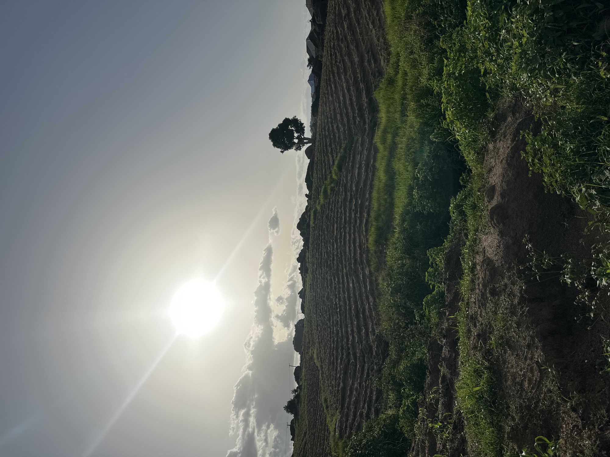 The image depicts a rural landscape in Jos, Nigeria, under a bright, hazy sky, suggesting it is midday or late afternoon. A large, luminous sun with prominent rays dominates the left side of the frame, partially obscured by scattered white clouds.
The foreground and middle ground are dominated by agricultural fields. The land appears to be terraced, with rows of tilled soil clearly visible, indicating preparation for planting or recent cultivation. To the right, lush green grass and foliage grow densely, creating a striking contrast with the darker, ploughed earth. A lone, silhouetted tree stands on a slight rise in the middle distance, its dark form stark against the bright sky. In the far background, the outline of a few structures, possibly houses or farm buildings, can be discerned along the horizon, along with the dark shapes of hills or mountains.
The overall scene conveys a sense of tranquility and the raw beauty of a cultivated rural environment. The presence of power lines stretching across the landscape suggests some level of infrastructure in this area. The strong sunlight and the stark contrast between light and shadow add a dramatic quality to the natural setting. There is no visible text in the image.