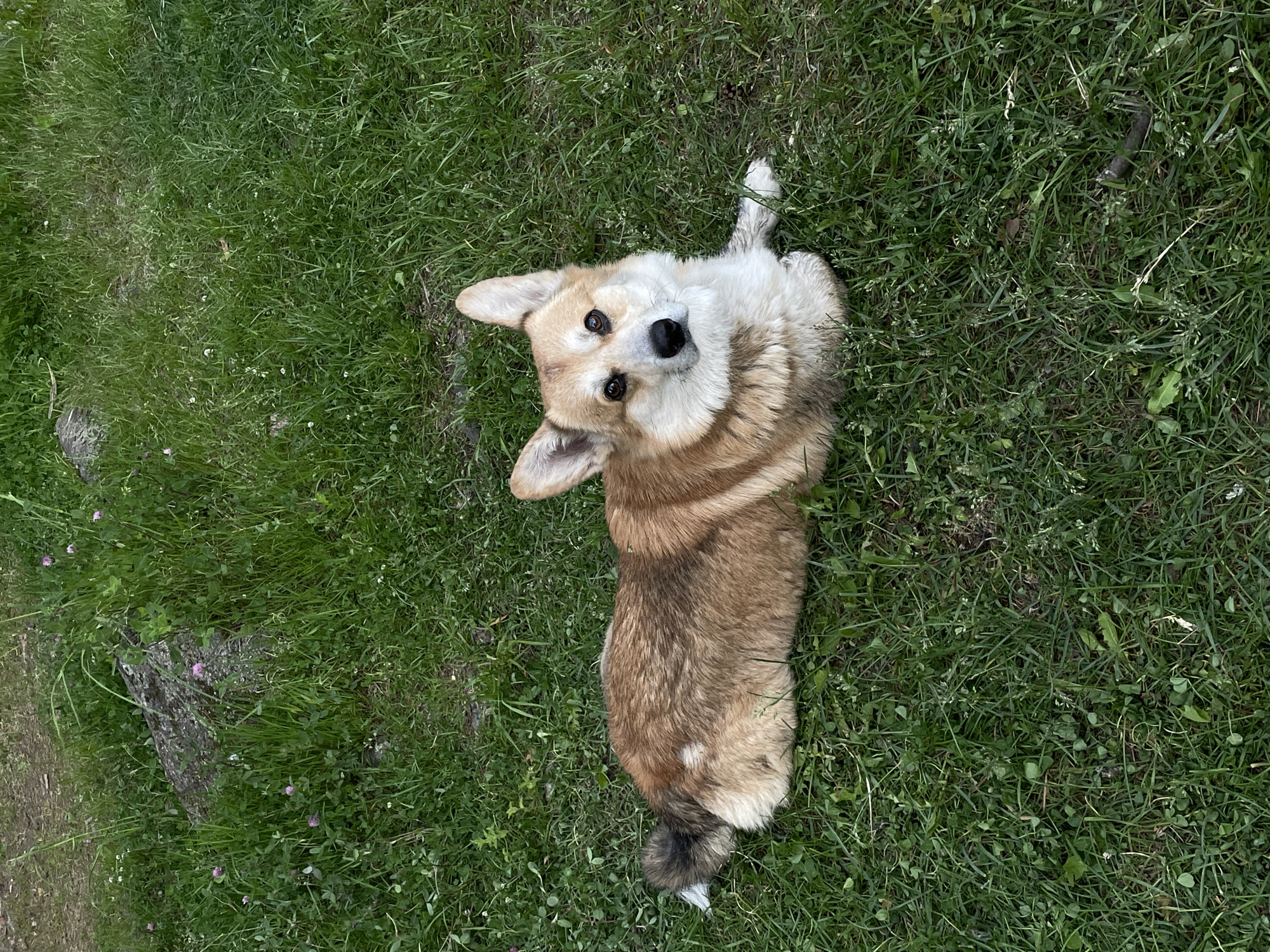 A Pembroke Welsh Corgi dog is depicted lying prone on a patch of green grass. The dog's fur is primarily reddish-brown with white markings on its chest, underbelly, and muzzle, and a fluffy, dark tail with a white tip. Its fur appears slightly matted in areas. The dog has dark eyes and erect ears, and is looking directly towards the viewer. The environment consists of natural green grass interspersed with clover and other weeds, suggesting an outdoor setting. In the upper left background, out-of-focus elements include bare earth and a moss-covered rock or log. A small, dark, cylindrical object is present on the grass in the lower right foreground.