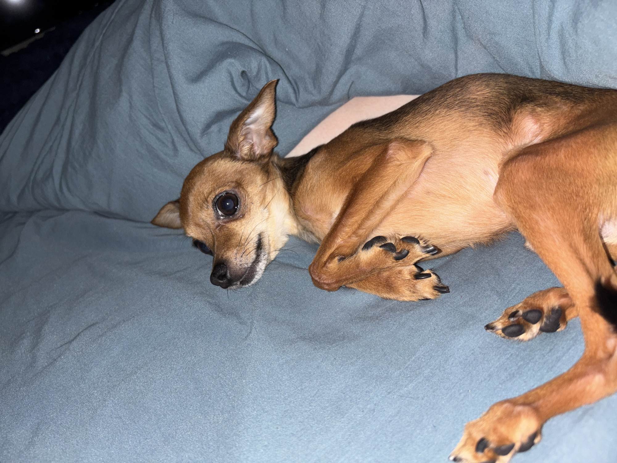 A brown Chihuahua-mix dog is lying on a light blue bed sheet. The dog is positioned facing the left, with its head near the top-left corner of the frame. Its front paws are curled near its belly, and its hind legs are extended. The dog's expression appears relaxed. There is no indication of the location being Chaikovsky, Russia.