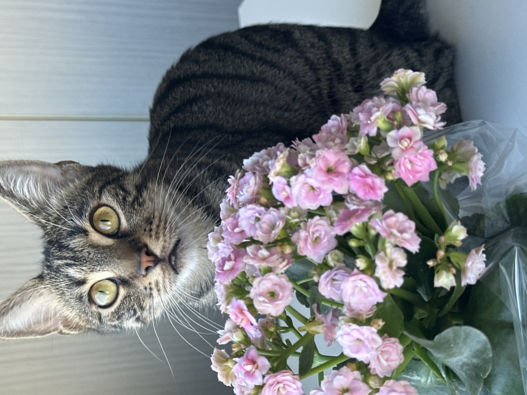 A close-up, eye-level shot features a tabby cat with large, yellow-green eyes and a pink nose, looking directly at the camera. The cat's face is in focus, with its tabby markings clearly visible, including stripes on its forehead and cheeks. Long white whiskers fan out from its snout. In the foreground, a vibrant bouquet of small, pink flowers, possibly Kalanchoe, with green leaves, occupies the lower left portion of the frame, partially obscuring the cat's body. The cat is positioned on the right side of the image, its dark, striped fur blending into the background. The background consists of a light gray wall on the left and a vertical ribbed light blue wall on the right, suggesting an indoor setting. The scene is well-lit, likely by natural light, casting a soft glow on the cat and flowers. The overall impression is one of a domestic setting, possibly a home or a pet-friendly establishment, with no discernible specific location in Sofia, Bulgaria, identifiable from the image's visual elements.