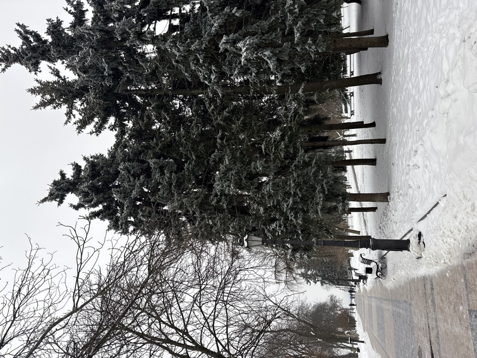 This image depicts a snow-covered urban park in Kyiv, Ukraine, specifically identified as Volodymyr Hill Park (Volodymyrska Hirka), under an overcast sky.
A wide, light-colored paved pathway, partially cleared of snow, occupies the left side of the frame, receding into the distance. The pathway surface consists of rectangular paving stones, visible where snow has melted or been cleared. Multiple ornate black metal park benches, some partially snow-covered, are arranged along the right edge of this path. A prominent black cast-iron lamppost with a hexagonal lantern top stands near the path's center, resting on a base partially covered by snow. Bare-branched deciduous trees line the left side of the pathway, their intricate network of dark branches contrasting against the bright grey sky.
The right side of the image is dominated by a dense stand of tall, dark green coniferous trees, consistent with fir or spruce, their needles lightly dusted with white frost or snow. The ground beneath these trees is uniformly covered in undisturbed white snow, exhibiting subtle undulations. Sparse footprints are discernible on the snowy sections of the paved path.
In the far background, several small, indistinct human figures are visible walking along the continuation of the paved pathway, wearing winter attire. Additional bare deciduous and snow-dusted coniferous trees line the path as it extends into the hazy distance. The sky is a uniform, bright grey, indicating an overcast winter day.