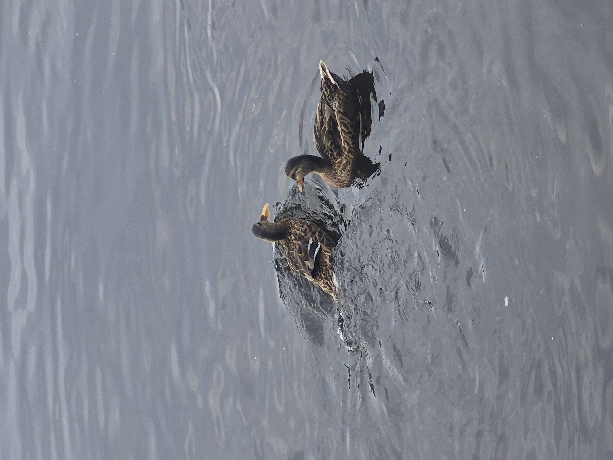 Two mallard ducks are swimming in dark, rippling water. One duck, on the left, is partially obscured and appears to be facing left with its head down. The other duck, on the right, is fully visible, facing left, with its head slightly raised and its beak pointing forward. Both ducks have brown and black patterned plumage, with a distinct white stripe on the tail feathers of the duck on the right. The water is calm with subtle wave patterns and reflections. The setting appears to be a natural body of water, possibly a river or lake, on a cloudy day. The image does not provide any specific landmarks to pinpoint a location within Chaikovsky, Russia, other than it is an outdoor scene with water.