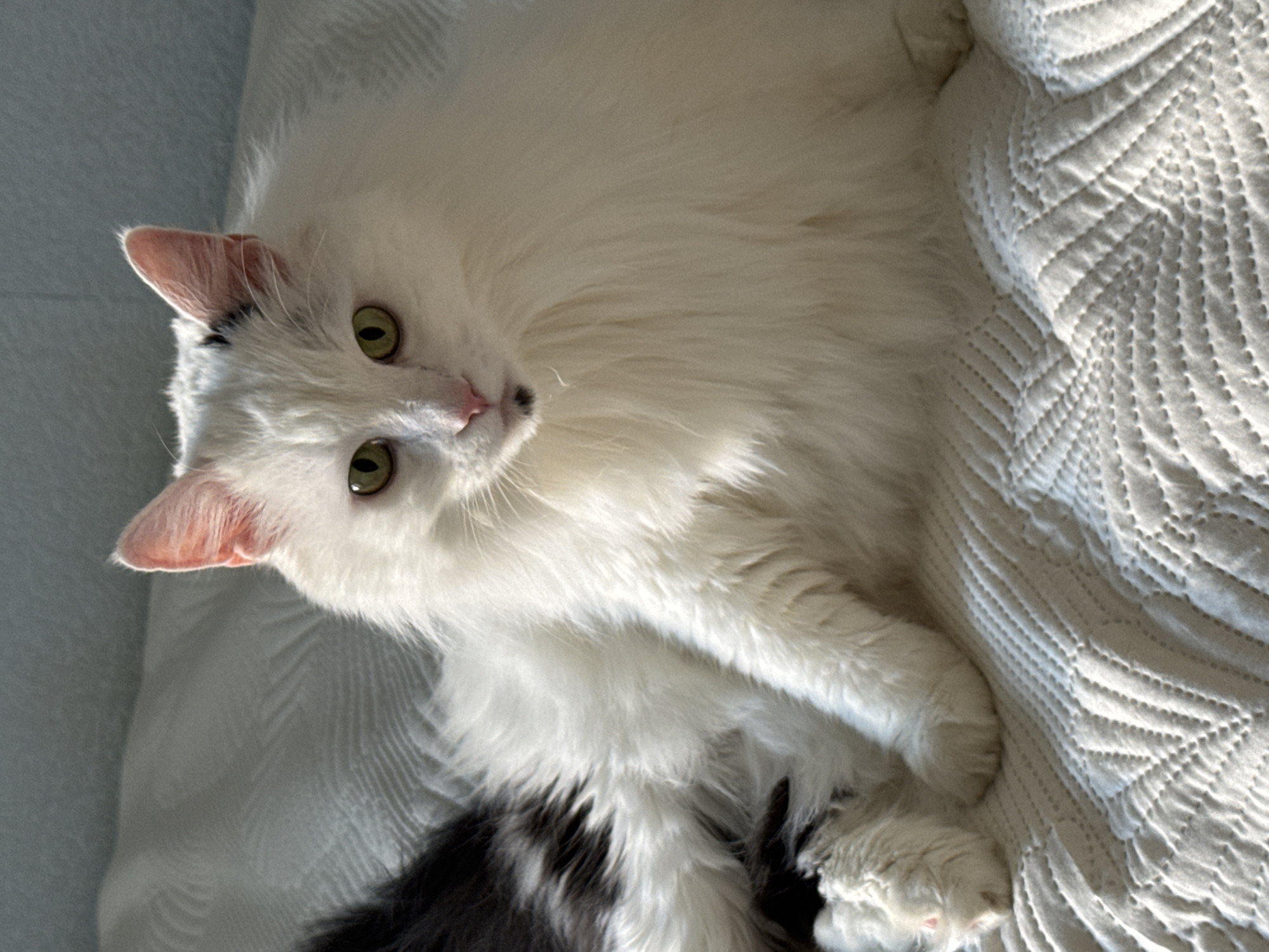 This is a close-up, eye-level, medium shot of a long-haired, white and black cat lying on a white, textured blanket. The cat is mostly white with a black patch on its head and a black and white spotted tail. Its eyes are a vibrant green, and its nose is pink with a small black spot. The cat is looking directly at the camera with its head slightly tilted. The blanket appears to be on a bed, with sunlight casting shadows and highlights on the fabric. The background is blurred and appears to be a light blue wall. There is no indication of the location being Saratov, Russia.