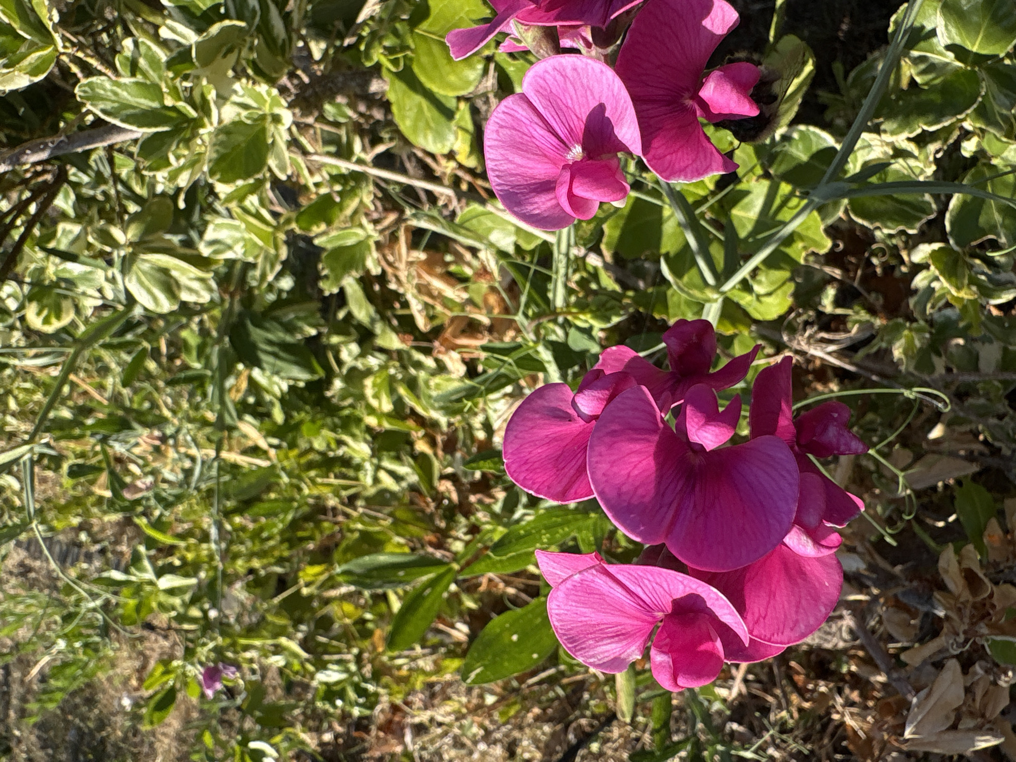 A close-up, high-angle shot captures several vibrant pink sweet pea flowers in bloom, their delicate petals catching the sunlight. The flowers are clustered together, with some partially obscured by green foliage. A bumblebee, fuzzy and black and yellow, is visible on one of the flowers, appearing to be foraging. The background consists of a mix of green leaves and dry, brown plant matter, suggesting a garden setting. The lighting indicates it is daytime. No specific landmarks or buildings are visible to determine the location within Chelmsford, United Kingdom.