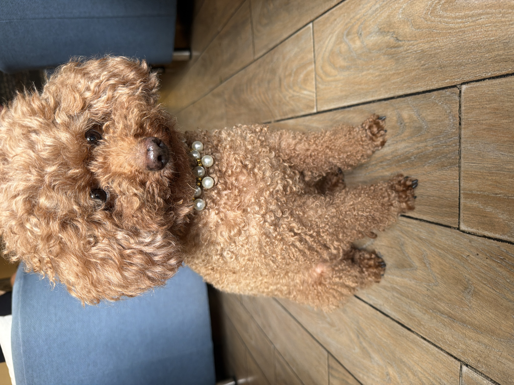 A toy poodle with curly reddish-brown fur is sitting on a wooden floor. The dog is wearing a pearl and gold beaded necklace. Behind the dog, out of focus, are blue upholstered chairs. The image does not provide enough information to determine if it is located in Cam Ly - Đà Lạt, Vietnam.