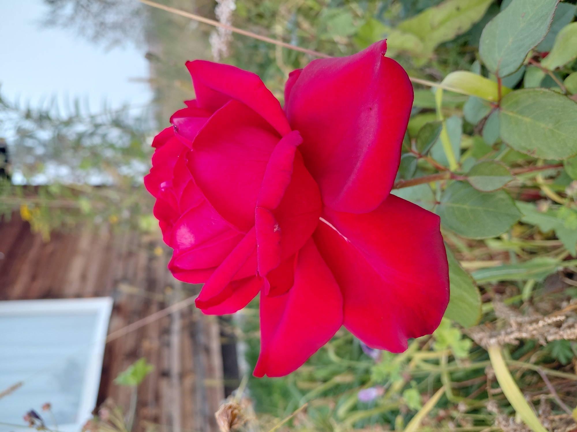 A close-up, eye-level, outdoor shot shows a vibrant red rose in full bloom. The rose is the primary subject, positioned centrally and occupying a significant portion of the frame. Its petals are layered and unfurled, displaying a rich, velvety texture. The background is softly blurred, suggesting a shallow depth of field. To the left, a portion of a rustic wooden building with a white-framed window is visible, hinting at a rural or semi-rural setting. Green foliage and dry, stalk-like plants surround the rose, contributing to a natural, garden-like environment. The lighting is natural and diffused, casting subtle shadows and highlighting the rose's color and form. The scene appears to be located in Malinovka, Russia, based on the context provided.