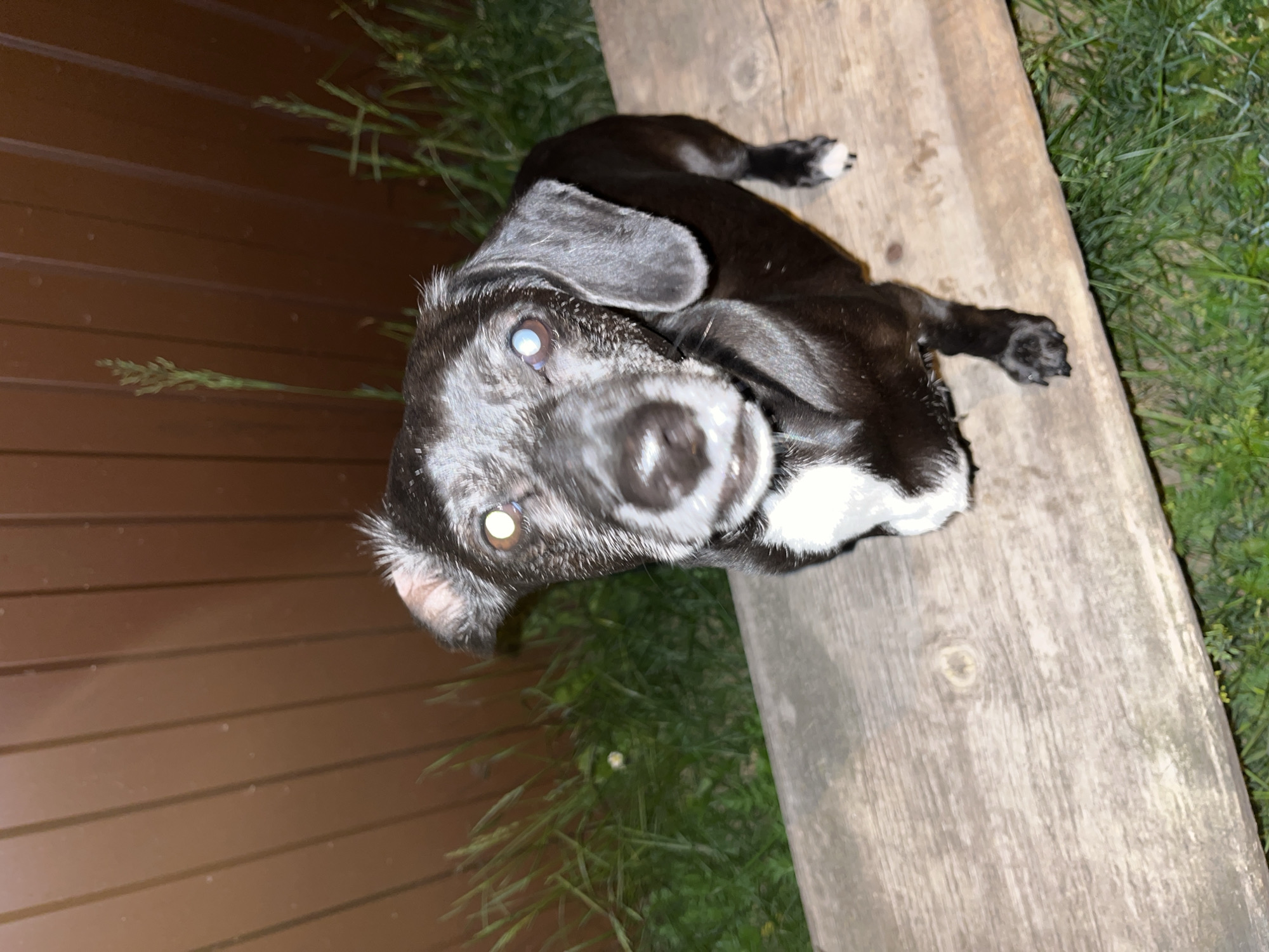 A black dog with white markings on its chest and paws lies on a weathered wooden plank. The dog appears to be looking directly at the camera. The background includes green grass and a brown wooden fence. The location, Nizhny Tagil, Russia, cannot be confirmed from the image.