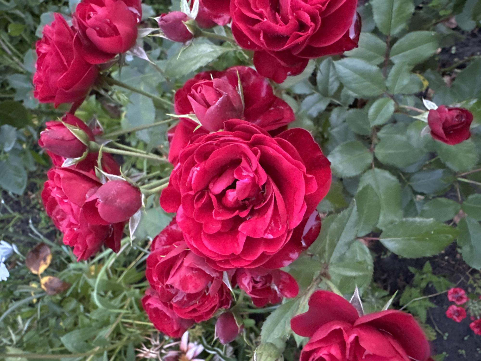 A close-up, high-angle, full shot captures a cluster of dark red roses in bloom amidst green foliage and the dark soil of a garden. The roses, with their layered petals, display varying degrees of opening, with some buds still tightly closed and others fully unfurled. Dew drops glisten on the petals and leaves, suggesting a recent rainfall or morning dew. The background is a blur of greenery, hinting at the natural setting of a garden. The overall impression is one of lush, vibrant growth, typical of the Ukrainian countryside, possibly in the village of Chykalivka, where such floral beauty is commonly found. No people are present in the image.