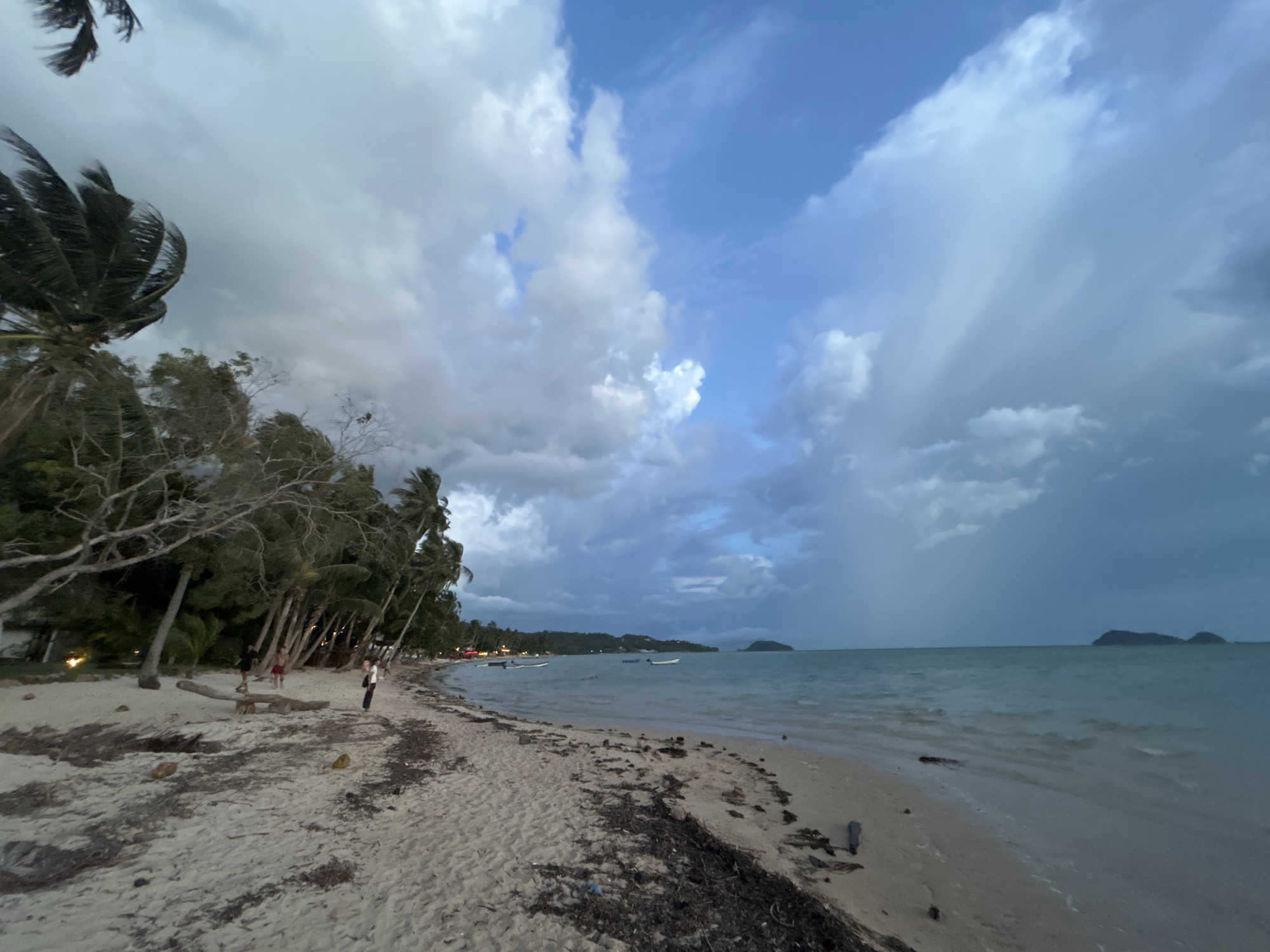 The image depicts a tropical beach scene at dusk, with heavy, dramatic clouds dominating the sky. The weather appears to be transitioning, with some areas of blue sky peeking through the dark, looming storm clouds. The sea is a moderate turquoise, with small waves lapping at the sandy shore.
On the beach, there are a few people walking. One person is wearing a dark top and shorts, another a red top and shorts, and a third a white top and dark pants. They are scattered along the shore, suggesting a leisurely stroll. Coconut trees line the edge of the beach, their fronds swaying in what appears to be a strong wind, contributing to the dramatic atmosphere. Some of the trees are bare, showing their spindly branches against the sky.
In the distance, a treed island or peninsula is visible on the horizon, along with smaller islands further out. Several small boats are anchored in the calm waters offshore. The beach itself is composed of light sand, with scattered debris like seaweed, driftwood, and coconuts. Lights from what appear to be buildings or resorts are visible amongst the trees in the background. The overall mood is one of impending weather, with a sense of transition between a stormy and possibly clear sky, creating a visually striking and somewhat moody scene. The time of day is clearly evening, indicated by the low light and cloud formations. The location is specified as Koh Phangan, Thailand.