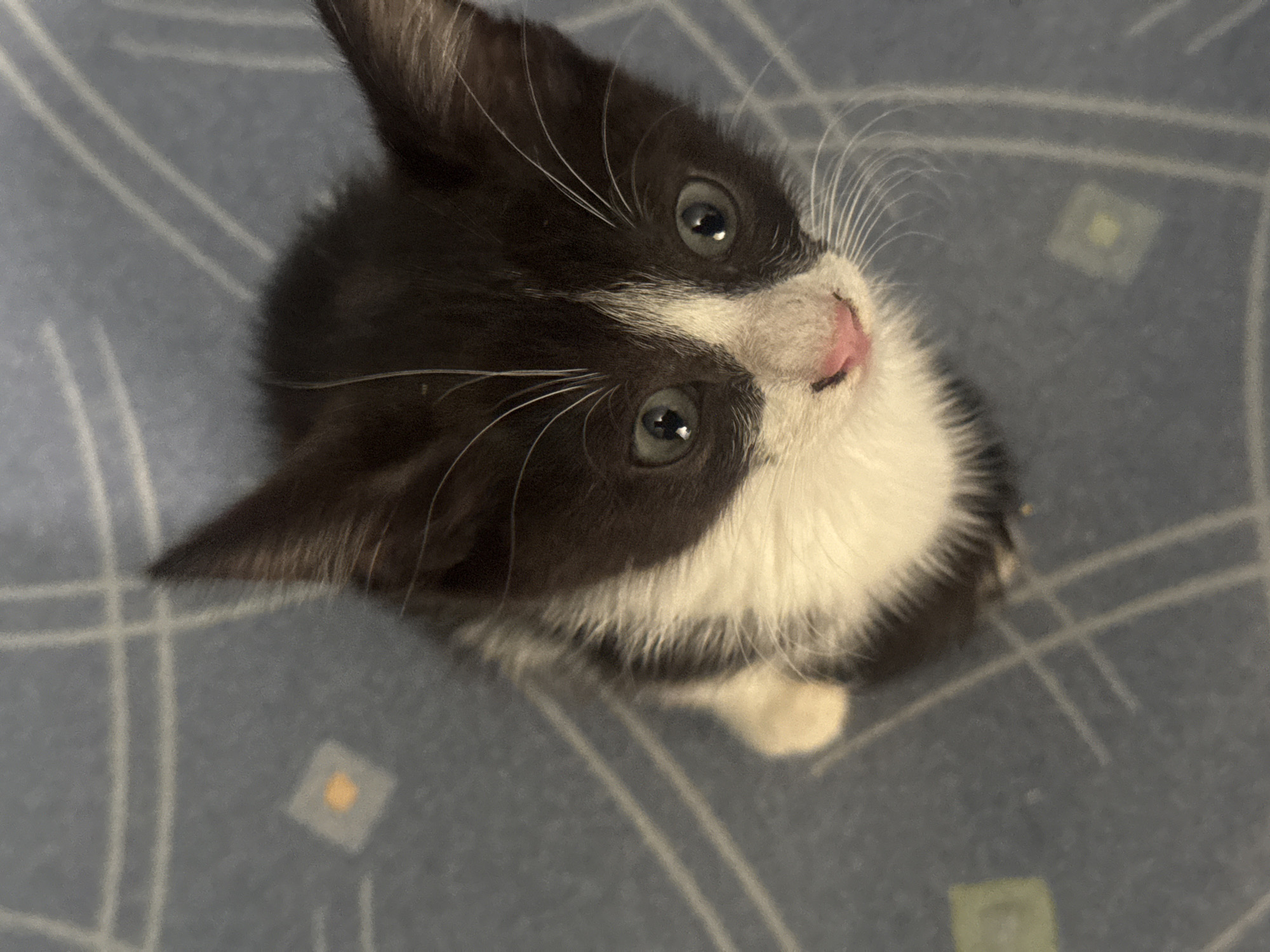 A black and white kitten is looking up directly into the camera. The kitten has green eyes, a pink nose, and white whiskers. It is lying on a blue surface with a grid pattern. The scene is dimly lit. The location in the city of Zaokskiy, Russia cannot be determined from the image.