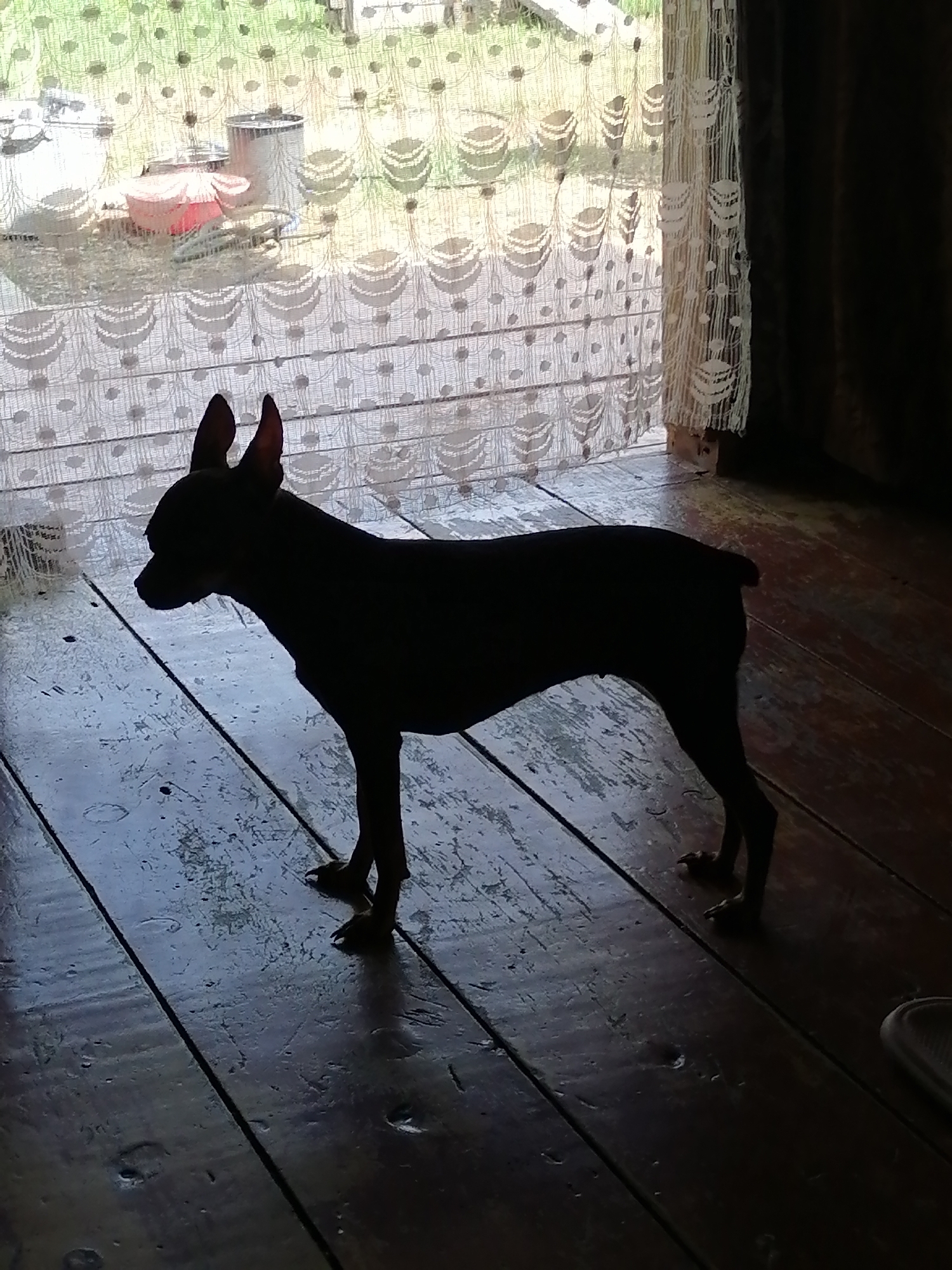 A silhouette of a small dog, likely a Miniature Pinscher or similar breed, stands on a wooden floor. The dog is facing left, with its head slightly lowered and its ears pointed upwards. The floorboards are dark and appear worn. Behind the dog, a lacy curtain is visible, partially obscuring the view of the outdoors. Through the curtain, some objects can be vaguely discerned, including what appear to be containers. The lighting suggests it is daytime, with light filtering in from outside. The overall scene suggests an indoor setting, possibly a home, in Novopokrovka, Russia.