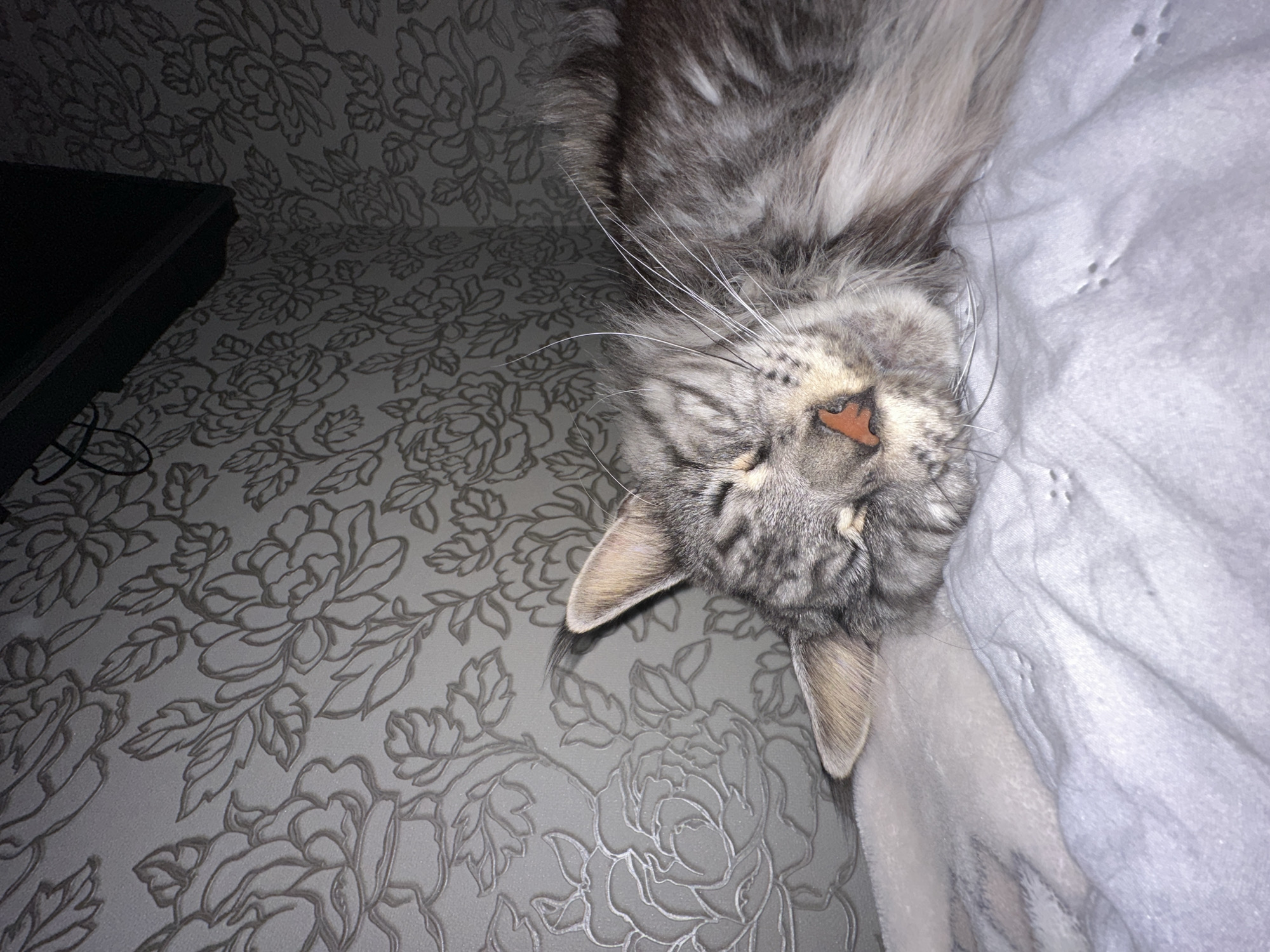 A gray and white cat is lying on a gray floral-patterned surface and a white blanket. The cat's head is upside down, with its nose and ears visible. A black rectangular object is partially visible in the upper left corner of the image. The location of the image is Chaikovsky, Russia.