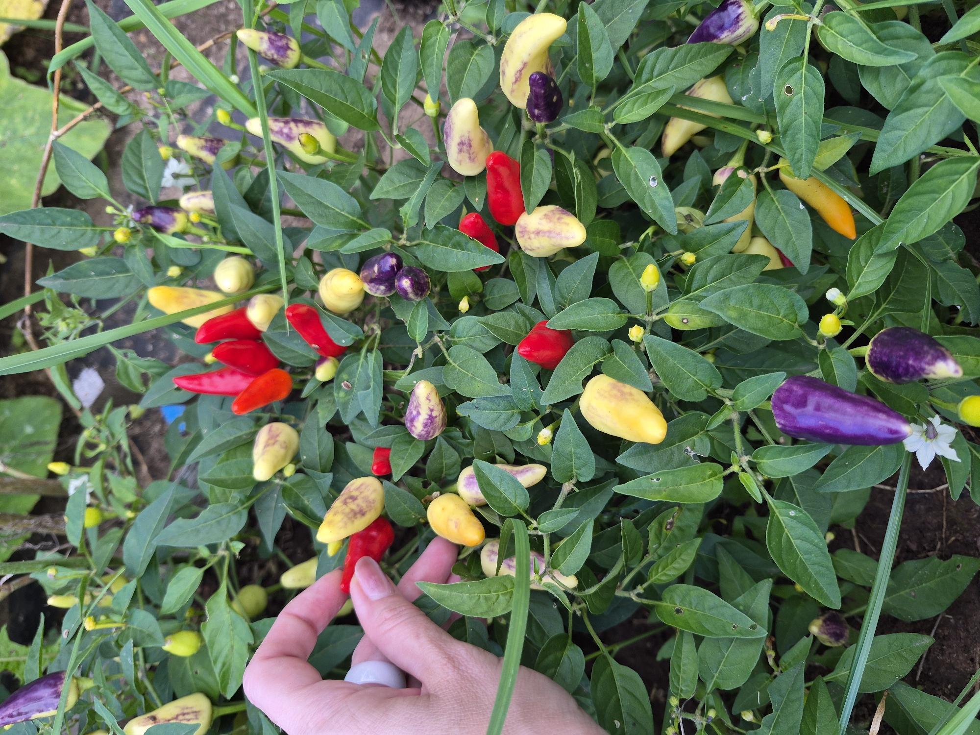 A person's hand is shown reaching towards a cluster of chili peppers on a plant. The peppers are in various stages of ripeness and display a range of colors including red, yellow, purple, and a yellowish-white with purple splotches. The plant has green leaves and appears to be growing outdoors. The background is out of focus but suggests a natural environment with dirt and some other vegetation. The image is taken from a top-down perspective. The location in the city of Chaikovsky, Russia is not determinable from the image.