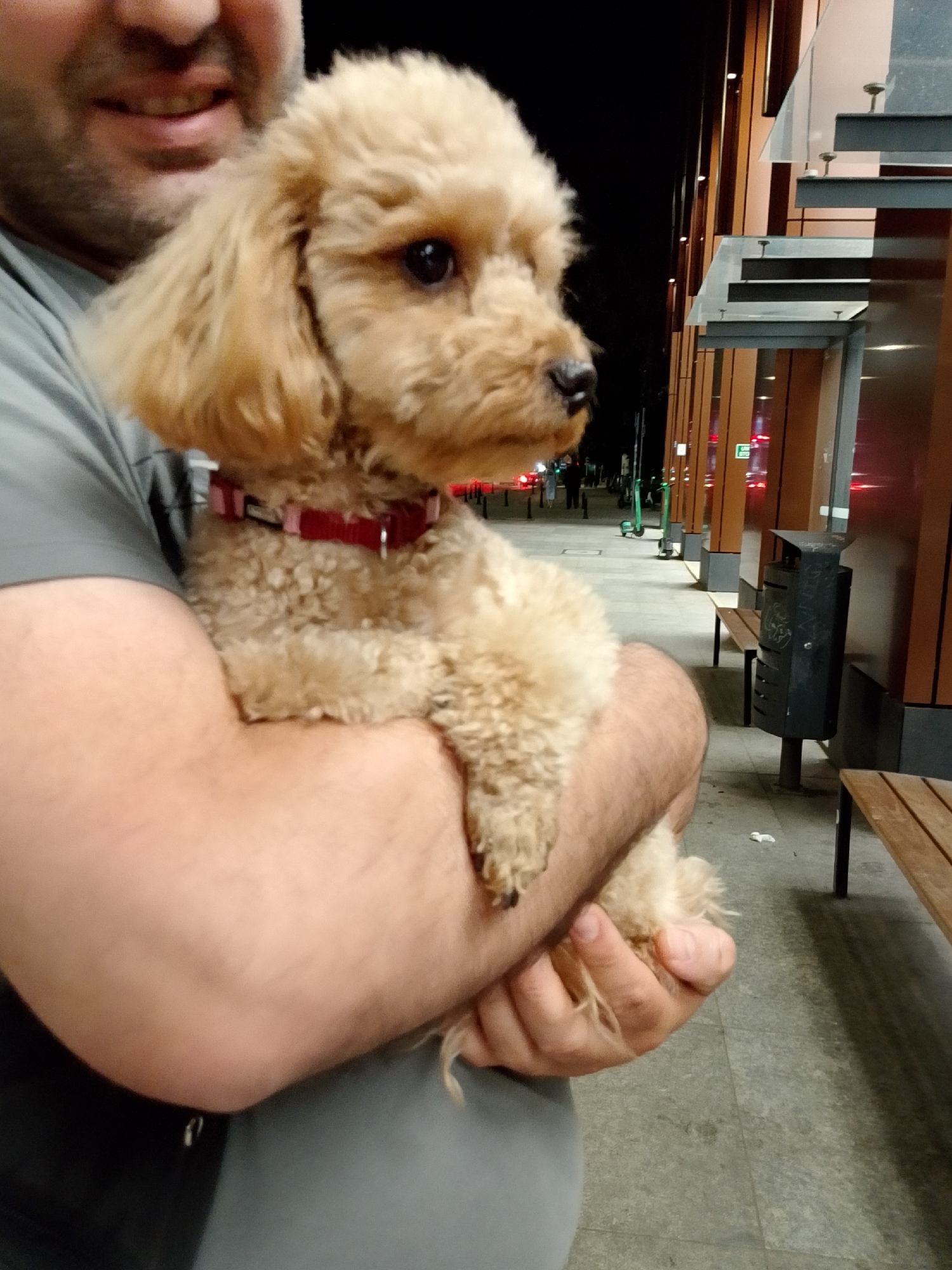 A medium-shot outdoor nighttime photograph shows a person holding a small, light-brown poodle with a red collar. The person's face is partially visible in the upper left corner, with their mouth open in a smile. The dog is held in the person's arms, with its head turned to the right. The background consists of a paved walkway with several electric scooters parked along a modern building with wooden panels and glass. In the middle ground, a dark trash can and a wooden bench are visible. The overall lighting suggests an urban environment at night. The scene is likely situated in Wrocław, Poland, given the presence of the electric scooters which are common in many Polish cities.