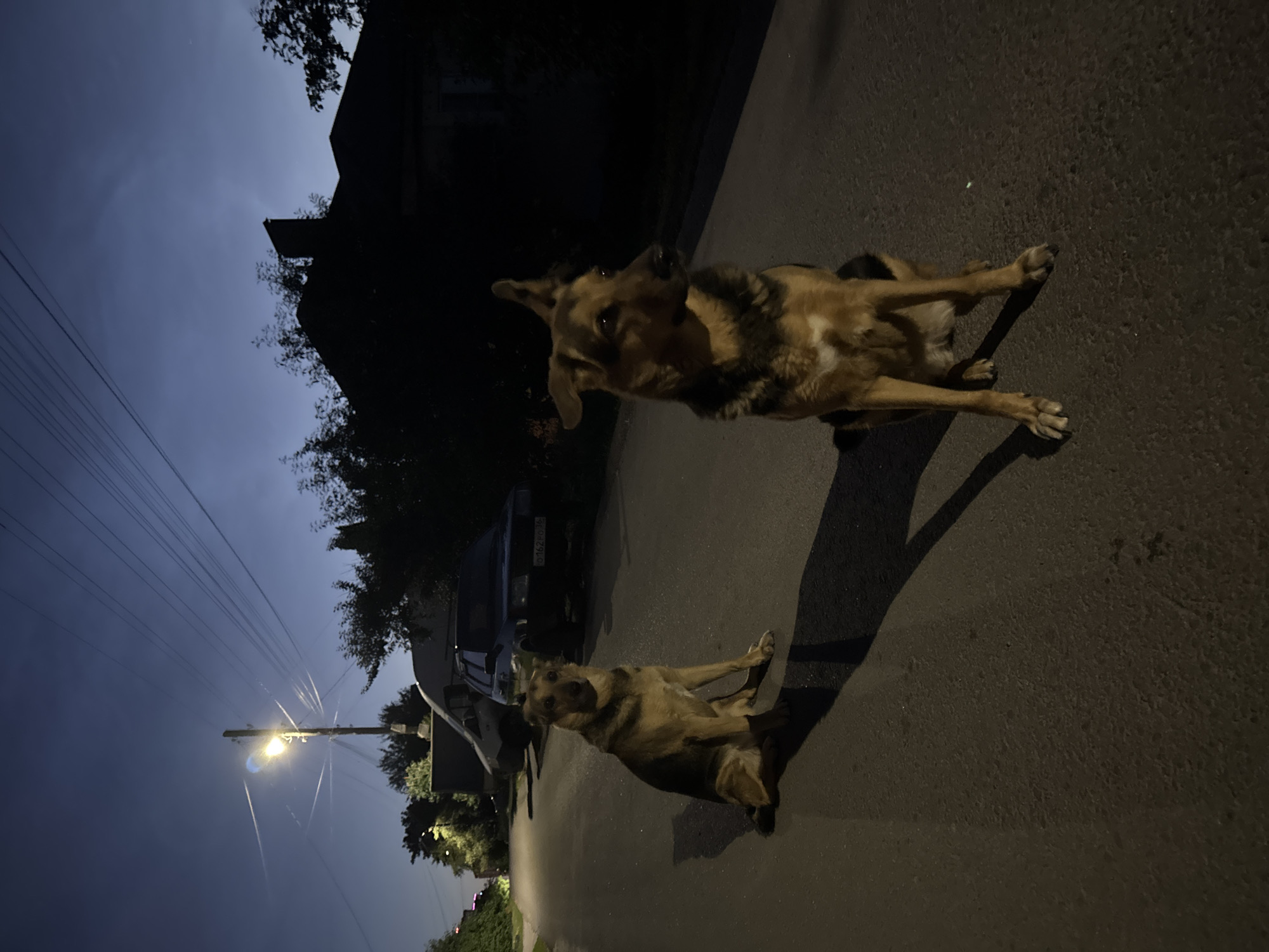 Two German Shepherd dogs are sitting on an asphalt road at night, likely in Novaya Usman', Russia, given the presence of a street lamp and what appears to be a typical Russian house and car. The dog in the foreground is facing to the right of the frame, with its ears perked and alert. The dog in the background is facing forward, looking slightly to the left. Both dogs are well-lit by a nearby street lamp, casting long shadows on the road. The sky is a deep twilight blue, with power lines stretching across it. A dark silhouette of a house with a chimney is visible behind the trees on the right side of the image. A parked car and a van are also visible on the road, partially illuminated. The scene suggests a quiet residential street at dusk or early night.