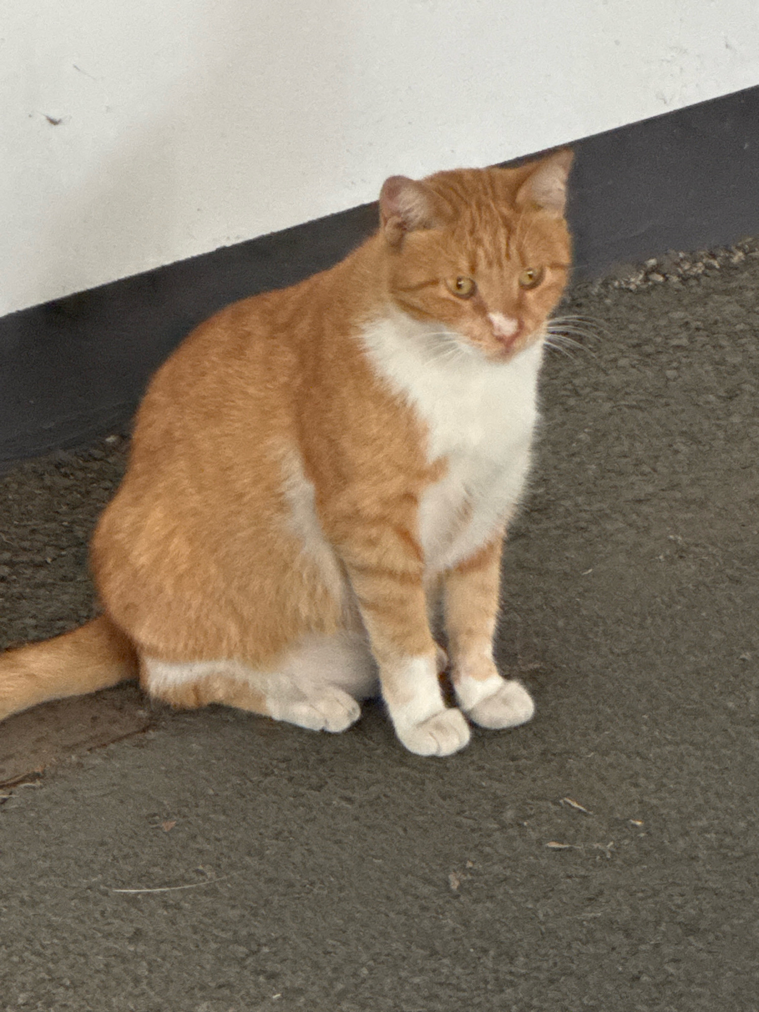 An orange and white cat is sitting on a dark grey asphalt surface next to a white wall. The cat is facing to the right of the frame, with its head turned slightly towards the camera. Its tail is curled around its body to the left. The cat has yellow eyes and appears to be alert. The environment suggests an outdoor urban setting, possibly a sidewalk or alleyway. The location is identified as Agios Tychona Community, Cyprus.
