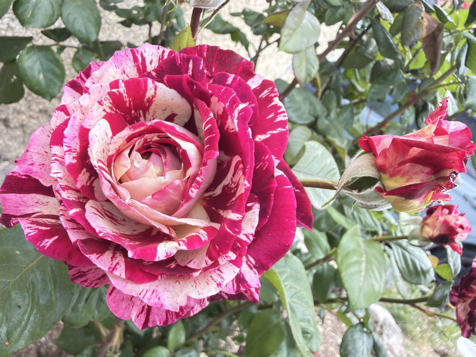 This image features a vibrant variegated rose in full bloom, dominating the left side of the frame. The large rose displays striking patterns of deep magenta or fuchsia-pink streaks and splashes against a creamy white or pale pink background on its numerous petals. The center of the rose is a lighter, softer pink, showing the intricate spiral arrangement of the petals.
To the right and slightly above the main flower, a smaller rose bud or partially opened flower is visible. It exhibits similar variegated coloring, with streaks of red or deep pink and hints of yellow or cream, suggesting it's the same rose variety.
The background consists of out-of-focus green rose leaves and stems, creating a natural, leafy setting for the flowers. A lighter, blurry mass, possibly a wall or structure, can be seen behind some of the foliage. The lighting suggests it is daytime, and the overall impression is one of natural beauty. No specific activity is depicted other than the natural state of blooming roses. There is no visible text in the image. The location context provided is Sant Martí Sarroca, Spain.