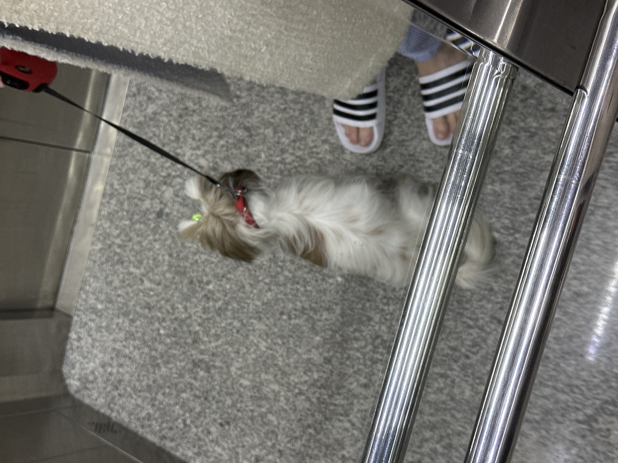 A dog with a red collar lies on a gray carpet, connected to a black leash and red handle. A person in white Adidas slides stands nearby. The scene is indoors. The location may be a commercial area or residential space in Tbilisi, Georgia.