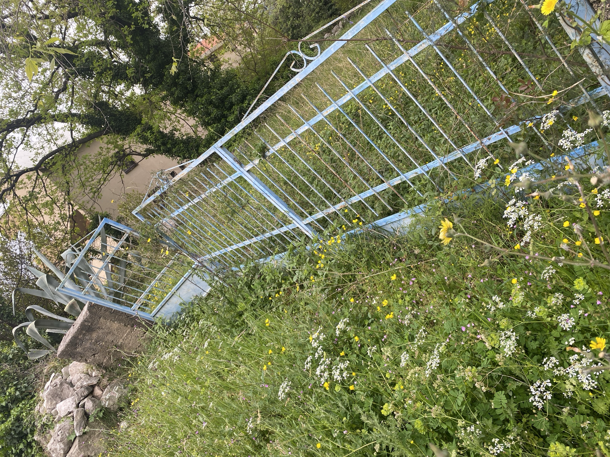 A slightly tilted, eye-level shot depicts an open, pale blue metal gate leading into an overgrown area, possibly a yard. The gate is angled towards the left, with its hinges and a concrete base visible on the left edge of the frame. Overgrowth, composed of various green plants, grasses, and small yellow and white flowers, fills the foreground and extends behind the gate. A small stone pile is to the left. In the background, beyond the gate, are sparse trees and glimpses of a light-colored building. The photograph was likely taken in Budva, Montenegro.