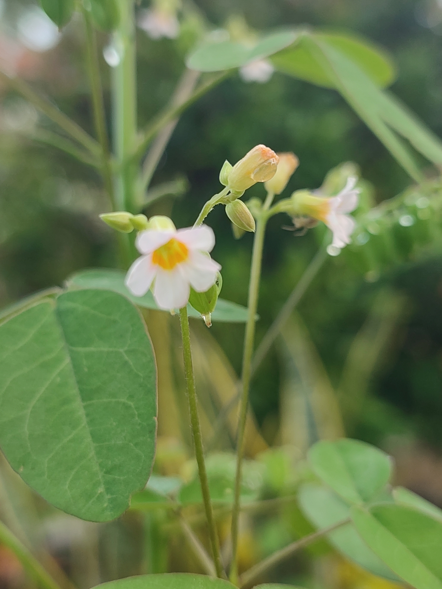The image shows a close-up of a small white flower with a yellow center, growing on a green stem. The flower has five delicate petals. Several green leaves are visible, some are heart-shaped and others are more elongated. In the background, there are more green leaves and blurred foliage, suggesting an outdoor, natural environment. The lighting indicates it is daytime, with soft light illuminating the subject. There is no indication of human presence or specific location within Blangriek, Indonesia.