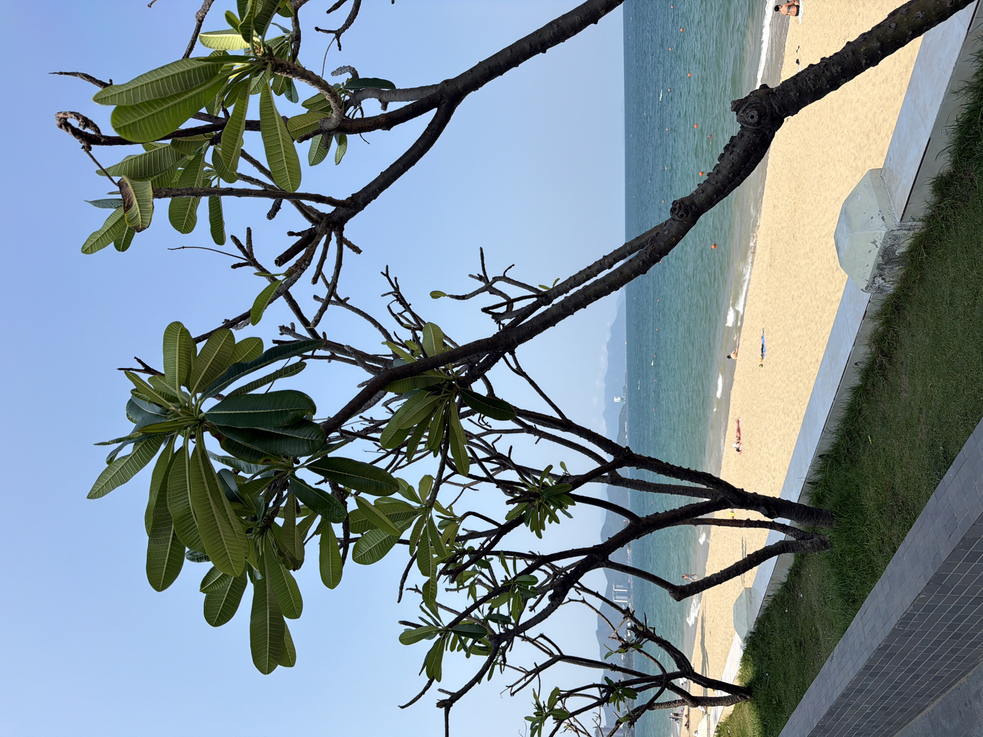 The image captures a coastal scene in Nha Trang, Vietnam, from an elevated perspective, partially obscured by tree branches and foliage in the foreground. The sky is clear and blue. The branches frame a view of the beach and the ocean.
The beach has light-colored sand, with multiple people visible, either sunbathing or walking. The water transitions from a lighter turquoise near the shore to a deeper blue further out. Buoys are visible in the water.
On the right side of the image, there's a green grassy area adjacent to a tiled wall or edge. The scene is a blend of nature and human activity, typical of a coastal tourist destination.