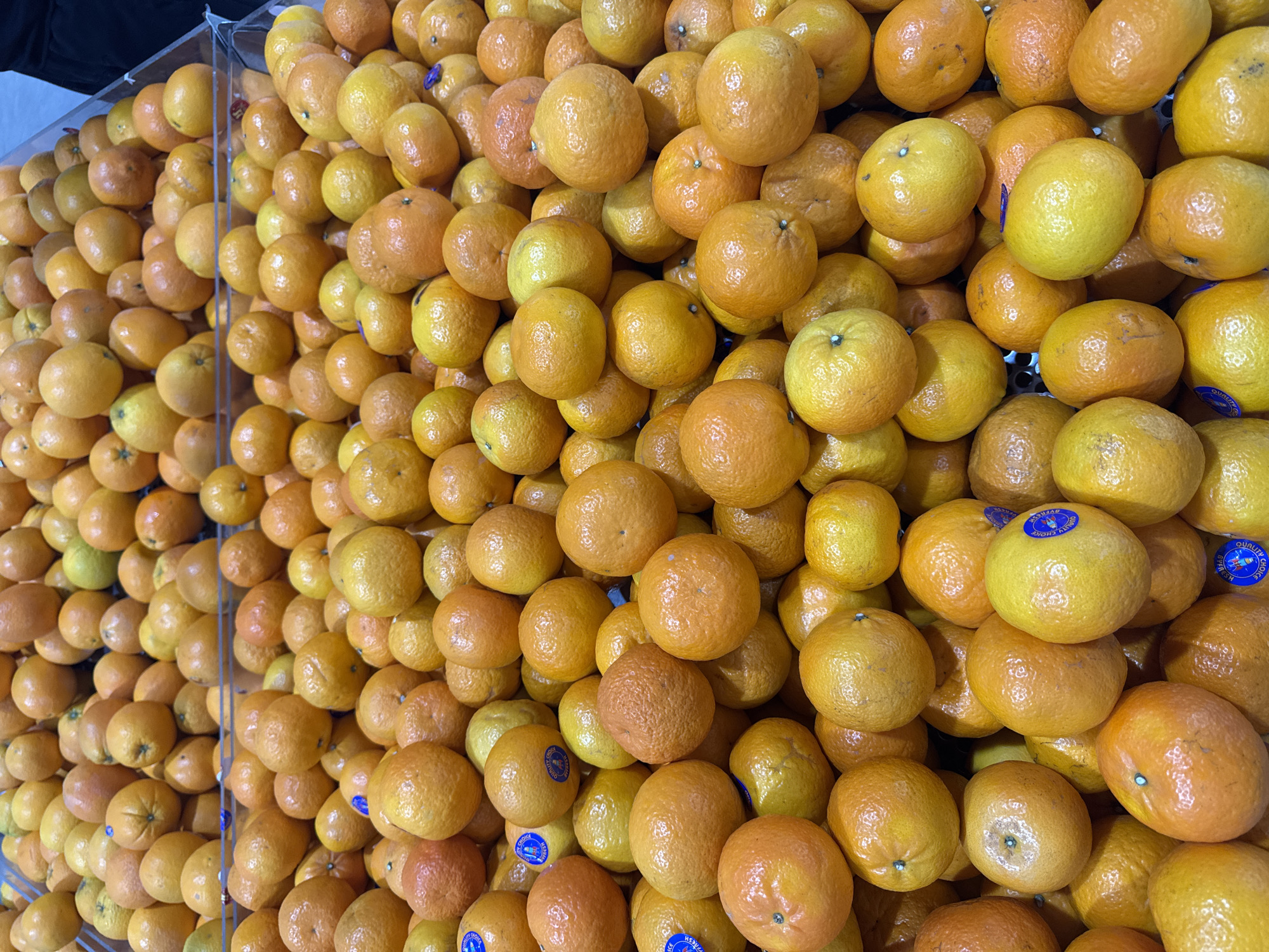 The image displays a vibrant, overflowing pile of oranges or mandarins, likely situated in a supermarket or grocery store produce section in Bangkok, Thailand. The fruits are densely packed in what appears to be a clear, acrylic or plastic display bin, with multiple sections visible. The color palette is dominated by bright oranges and yellows, with some fruits exhibiting greener tinges, indicative of their ripeness variation.
The photograph is taken from a slightly elevated and angled perspective, emphasizing the substantial quantity of the citrus fruits. The texture of the fruit peels is visibly bumpy and characteristic of oranges. Many of the individual fruits feature small, blue circular stickers. Closer examination reveals visible text on these stickers, reading "QUALITY CHOICE" and "FRESH," often accompanied by a small star or emblem, suggesting a branding or quality assurance label.
The lighting is bright and artificial, typical of an indoor retail environment. No people are visible, and the scene depicts a static display of produce ready for purchase. The arrangement, while abundant, appears organized within the clear dividers of the display unit. The uniform size and appearance of most fruits suggest commercial farming and sorting.