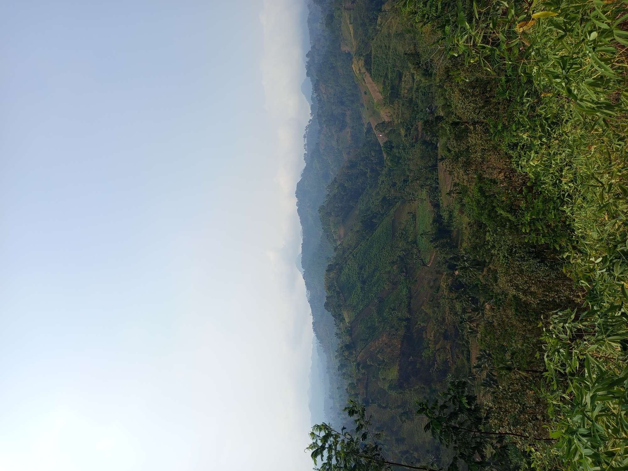 A panoramic, high-angle view captures the lush, rolling hills of Pandansari Lor, Indonesia, under a hazy, pale blue sky. The landscape is a tapestry of varying shades of green, with terraced fields carved into the slopes, interspersed with clusters of trees and some bare earth. In the foreground, dense foliage, including large-leafed plants, creates a natural frame for the scene. The distant mountains are shrouded in mist, giving the impression of depth and vastness. No people or man-made structures are clearly visible, emphasizing the natural beauty of the rural environment. The lighting suggests it is daytime, likely morning or afternoon, with the sun illuminating the scene from above.