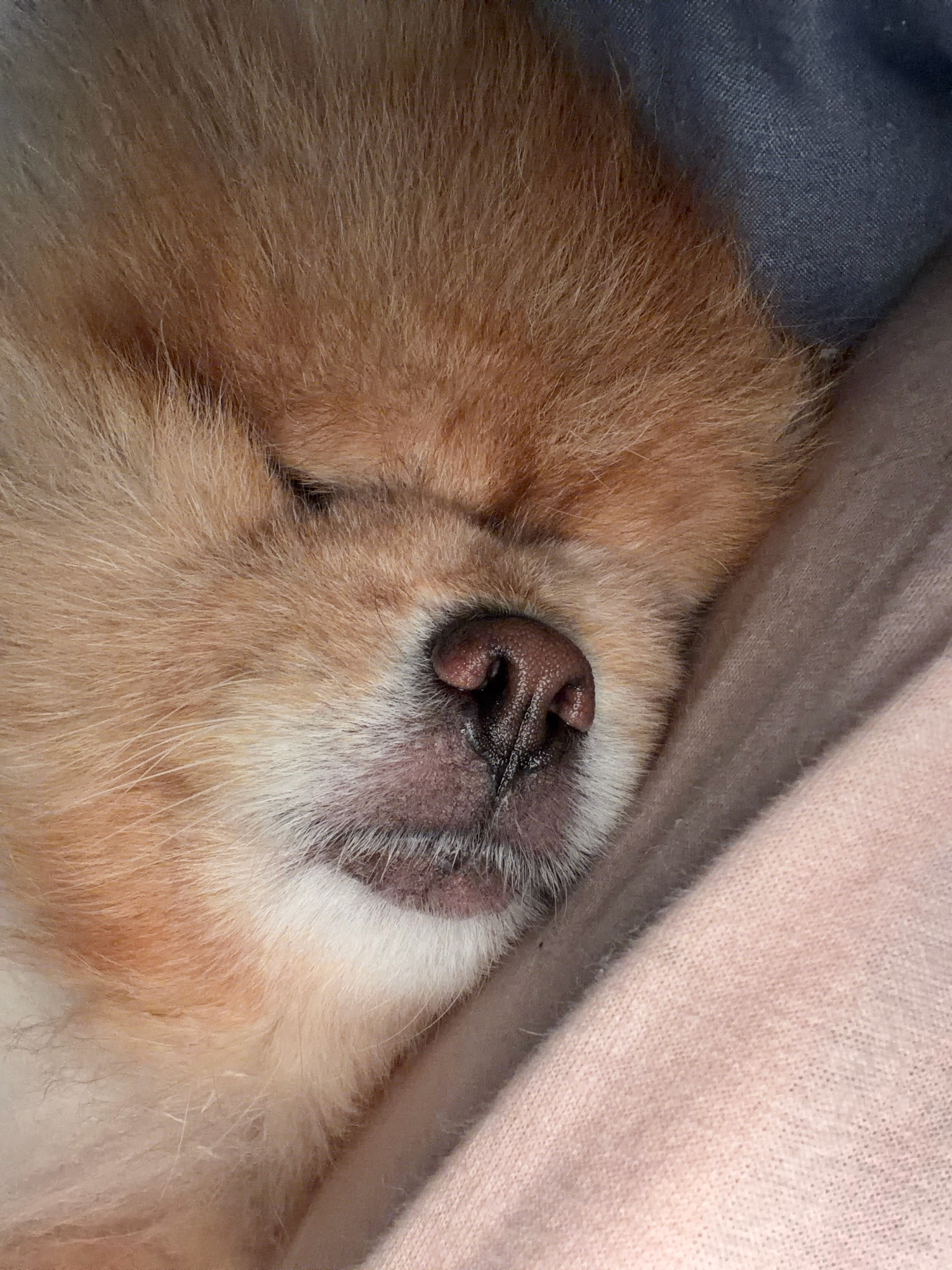 A close-up, top-down shot captures a fluffy, light brown Pomeranian dog sleeping soundly. The dog's eyes are closed, and its nose, a dark, wet texture with visible nostrils, is prominent in the center of the frame. The fur around its face is soft and dense, transitioning to lighter shades on its cheeks and muzzle. The dog is nestled against pink and blue fabric, likely blankets or bedding. The setting is indoors, suggestive of a domestic environment. There is no information available to determine the location within the city of Tbilisi, Georgia.