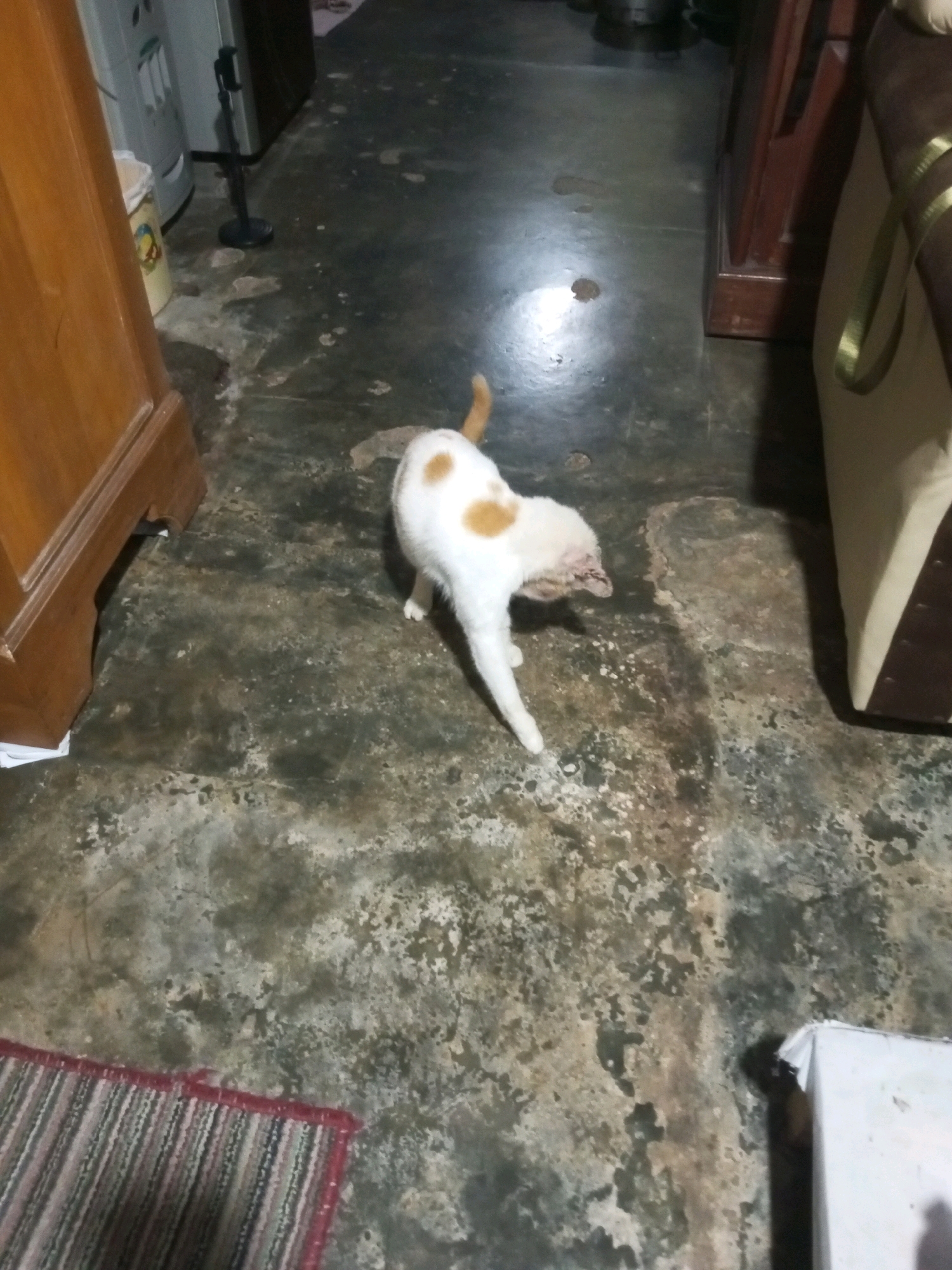 A white and orange cat is walking on a dirty, speckled floor in what appears to be a domestic dwelling. The floor is stained and discolored. To the left, a wooden cabinet is partially visible, and to the right, a beige and brown sofa is seen. A small portion of a striped rug is in the lower left corner of the image. The overall environment suggests a somewhat neglected or aged interior. The location is Andongsili, Indonesia.