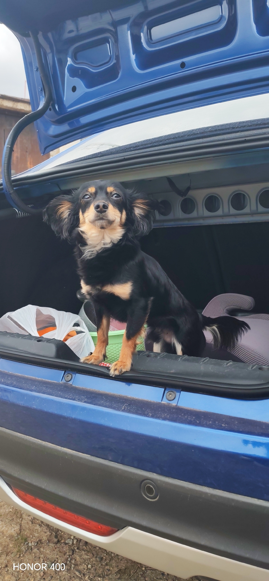 A small, black and tan long-haired dog stands in the open trunk of a blue car. The trunk also contains a green plastic container, a white plastic bag filled with orange items, and a gray car seat. The car is parked outdoors with a wooden building visible in the background. The image was taken with a HONOR 400. The scene appears to be Noviy, Russia.