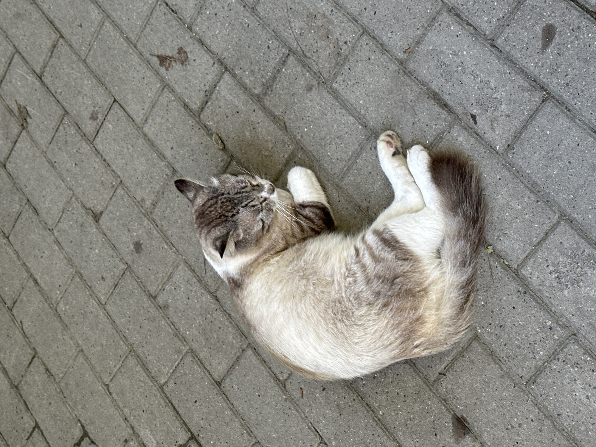 A domestic cat with light brown and white fur is lying curled up on a paved walkway. The cat has grey tabby markings on its head and back, and its eyes are closed. The walkway is made of grey rectangular paving stones laid in a staggered pattern. There are a few dry leaves and small dark spots on the ground. The image appears to have been taken from a high angle. The scene depicts a common urban or semi-urban environment.