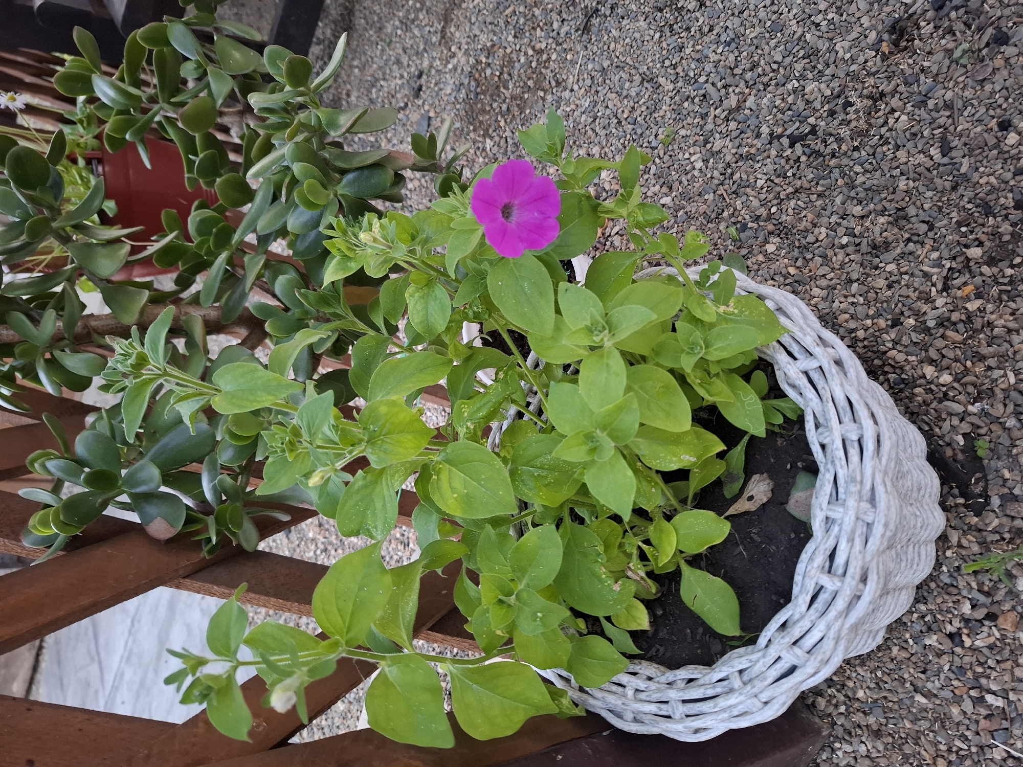 A single vibrant pink petunia blooms in a white woven basket filled with green foliage, situated on a gravel ground. Behind the basket, a wooden lattice fence is visible, partially obscuring a jade plant with thick, succulent leaves and a dark red pot. The scene appears to be an outdoor setting, possibly a garden or patio, in Korenovsk, Russia. There are no people or animals present, and no discernible action is taking place. The lighting suggests it is daytime, with soft shadows indicating an overcast sky or dappled sunlight. The image is a still life focusing on the potted petunia.